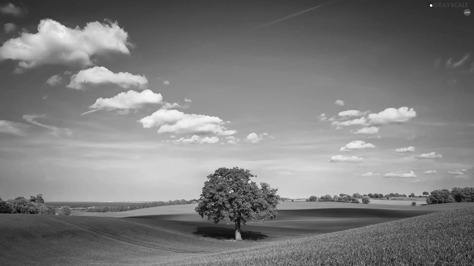 Sky, trees, grass, clouds