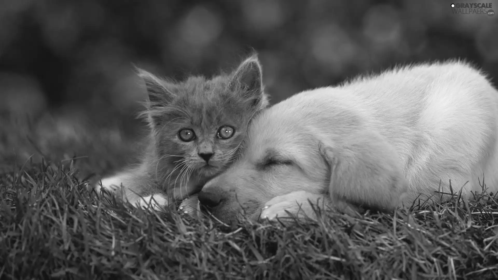 small, dog, grass, kitten