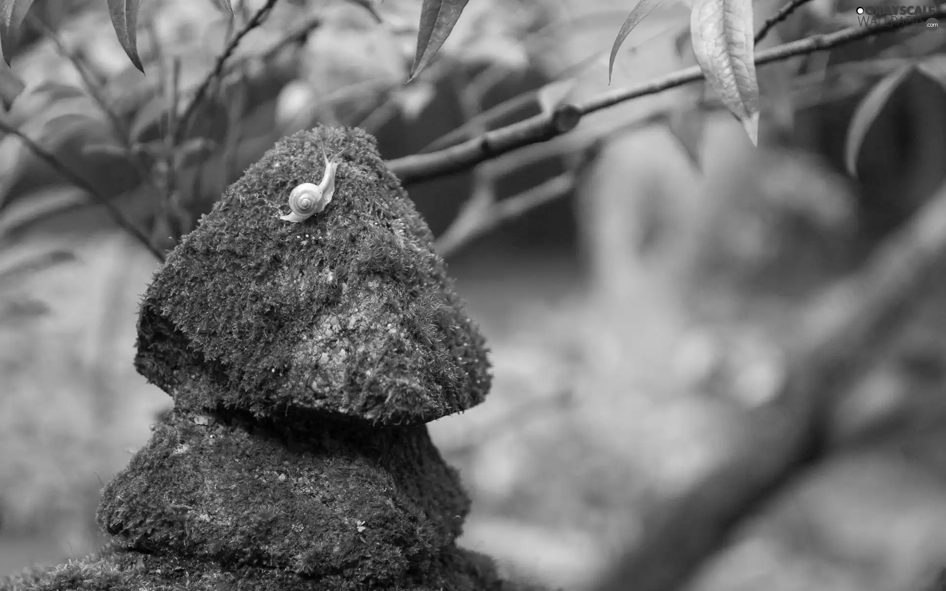 grass, snail, Moss, Plants, Stones