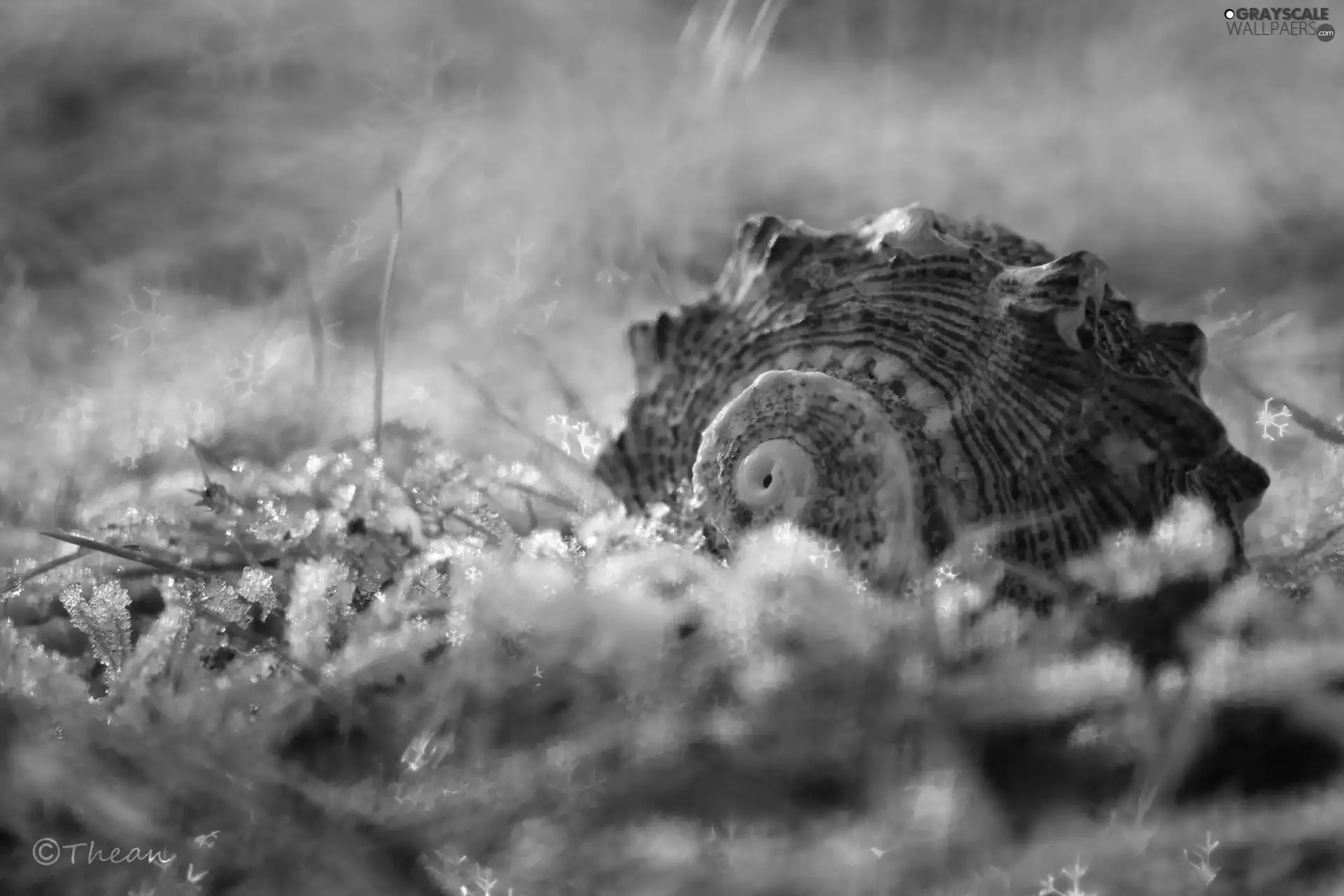 grass, shell, snow