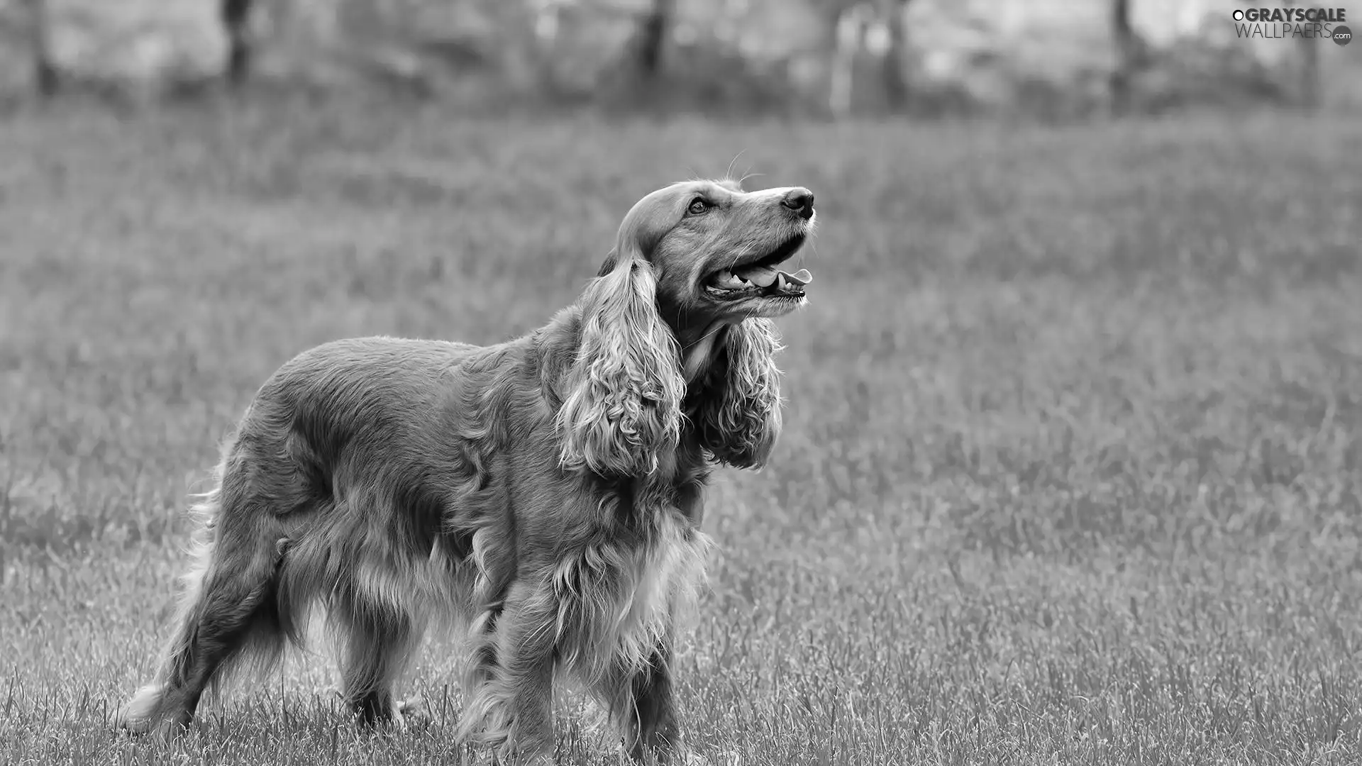 Spaniel, grass