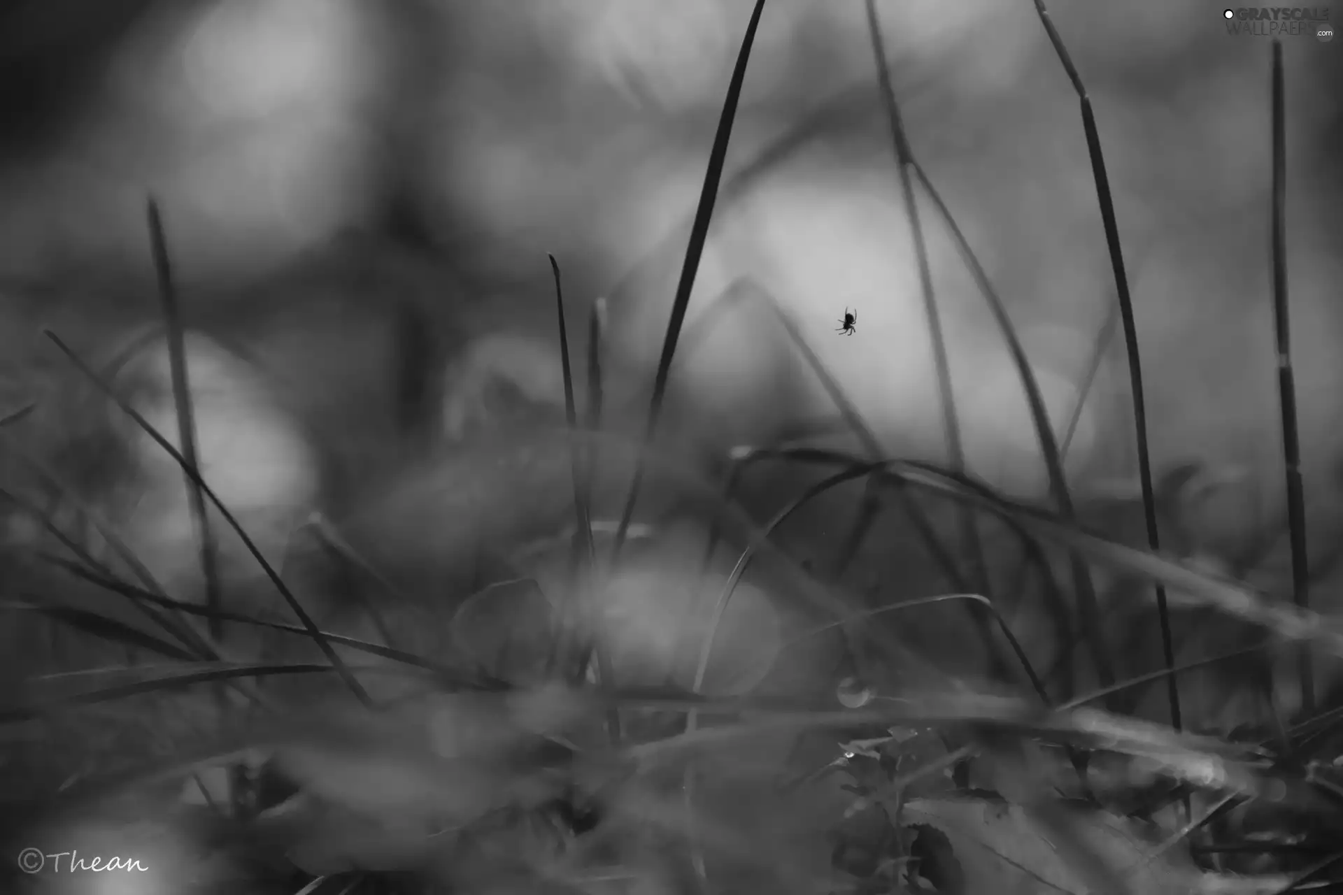 grass, small, Spider