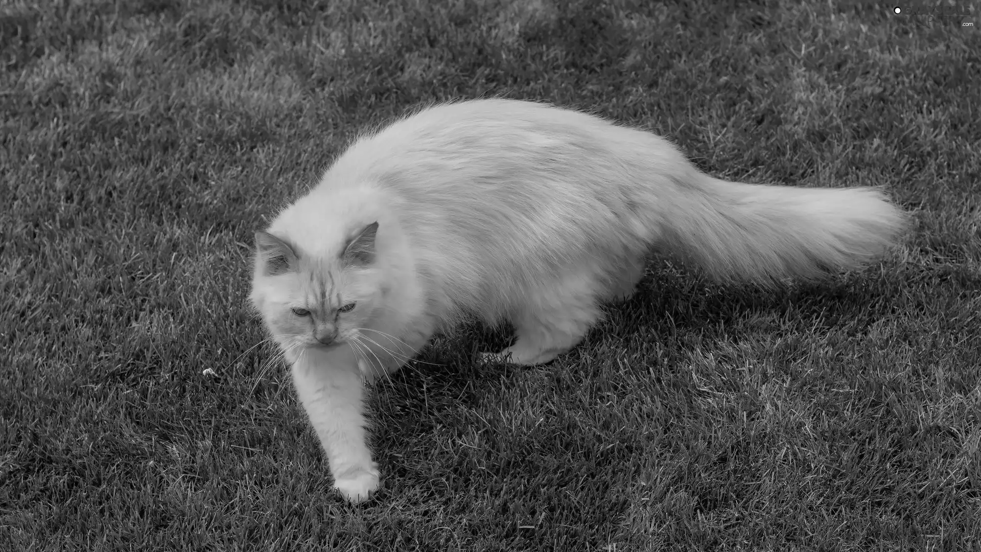 grass, cat, Sponge