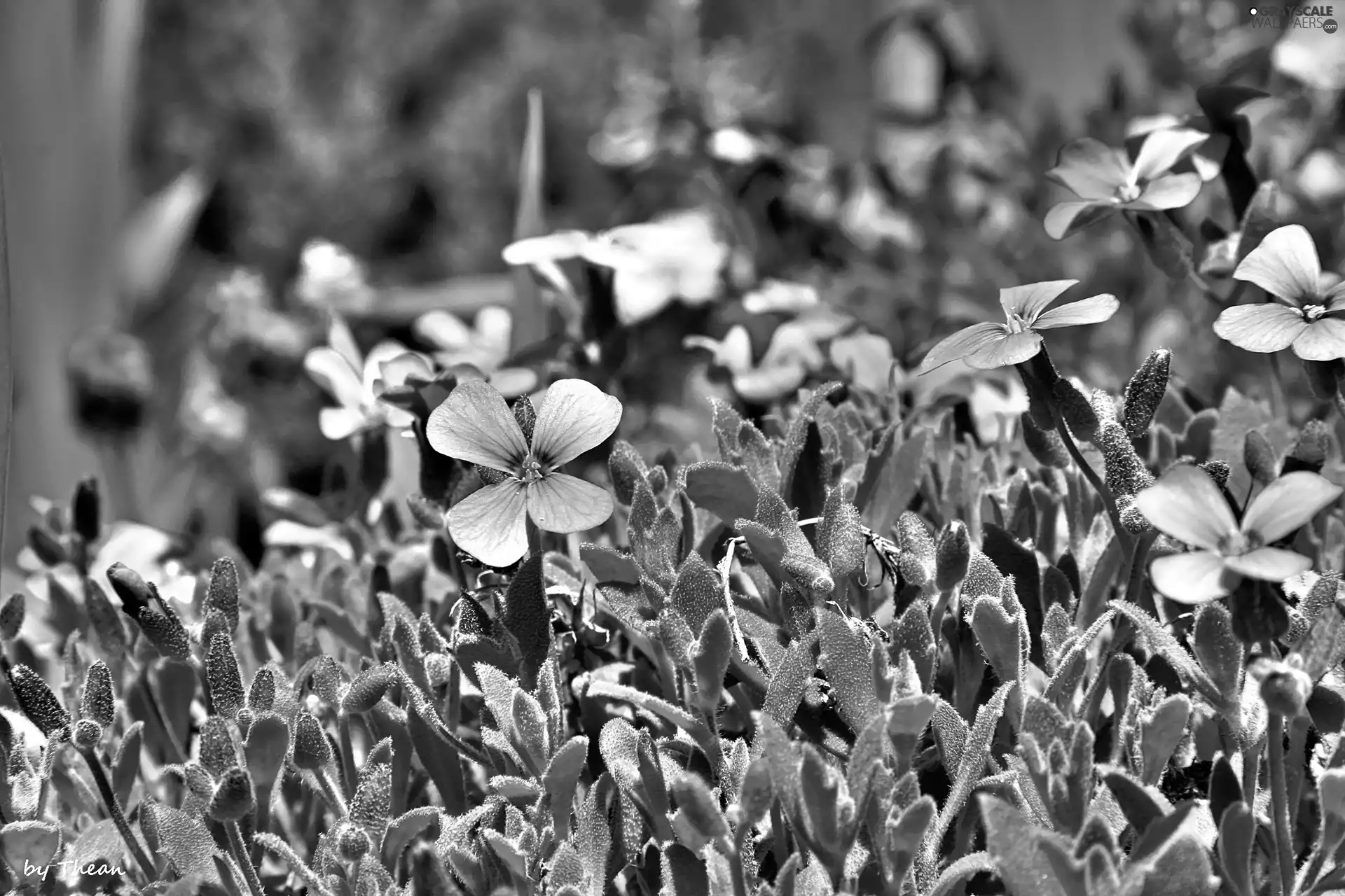 Spring, ##, grass, Flowers