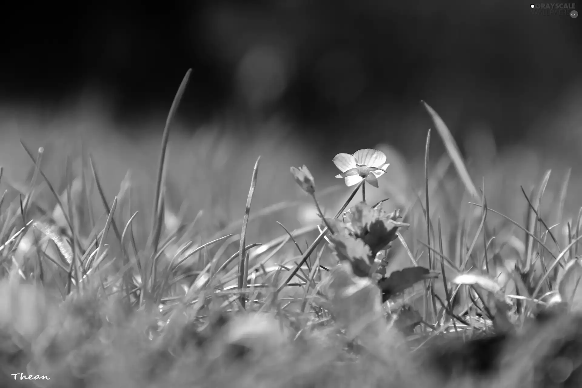 grass, Spring, blue, Flower, Little