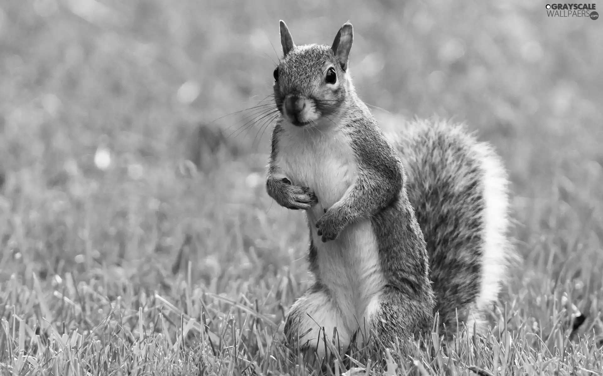 squirrel, grass