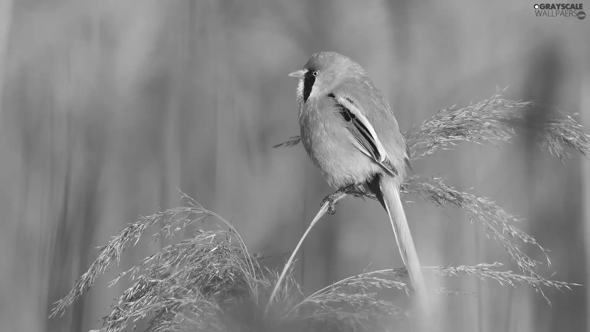 Bird, grass, stalk, Bearded Tit