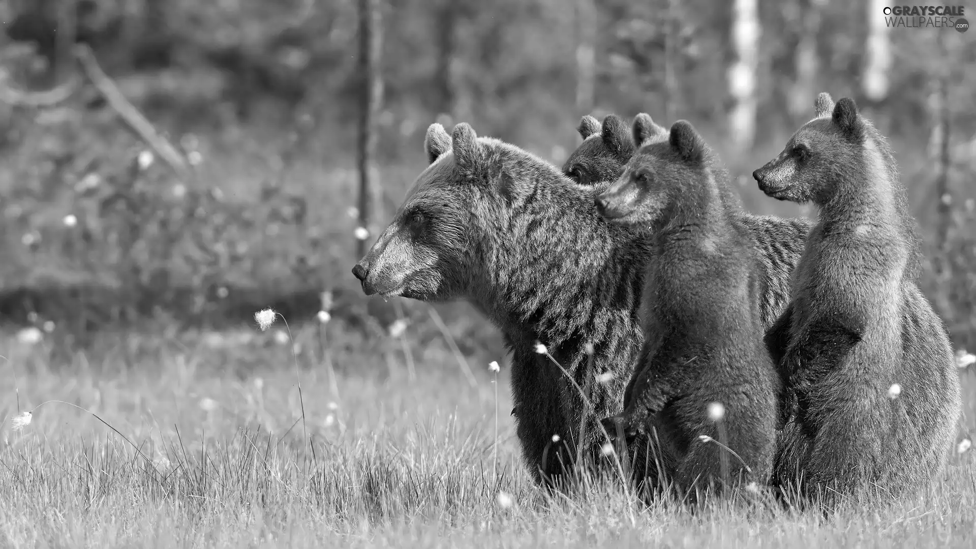 staring, Gryzli, grass, bear