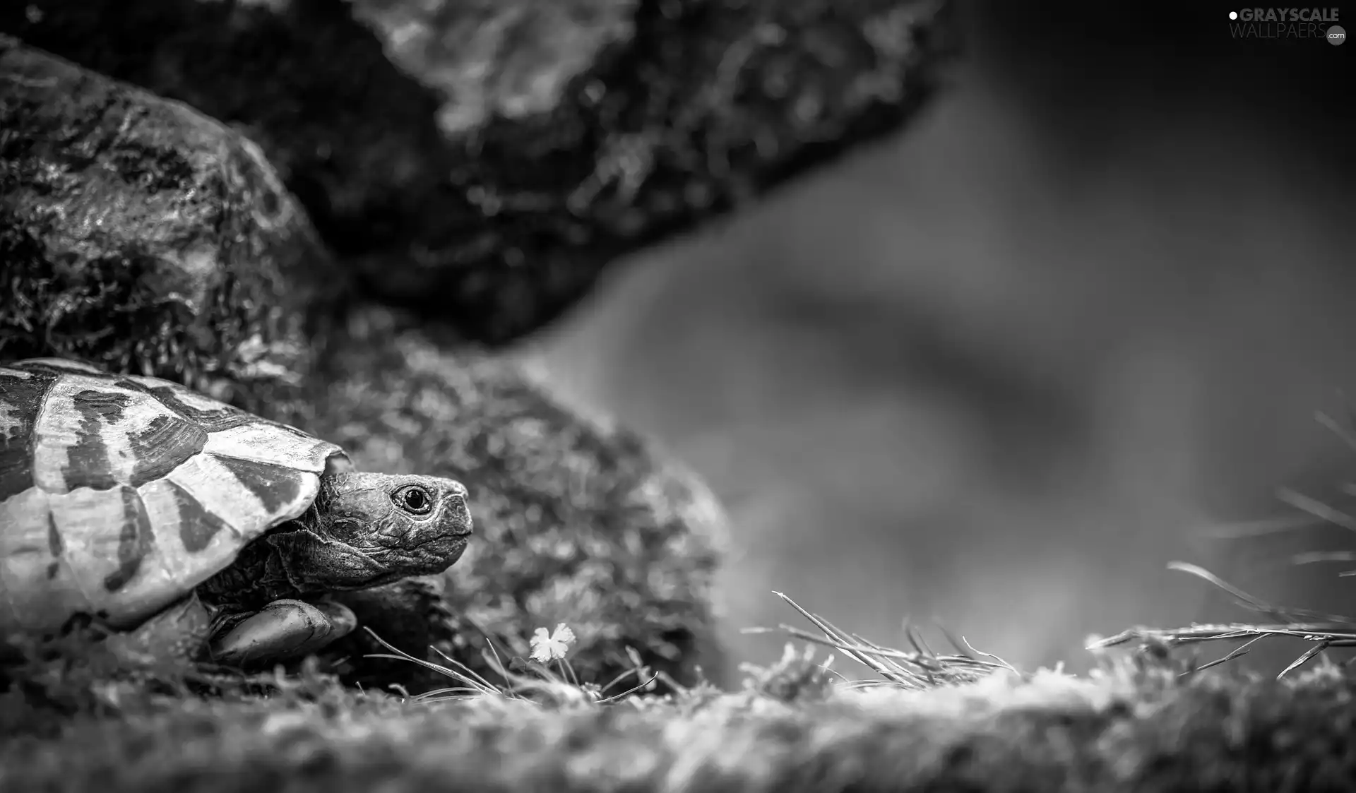 grass, turtle, Stones