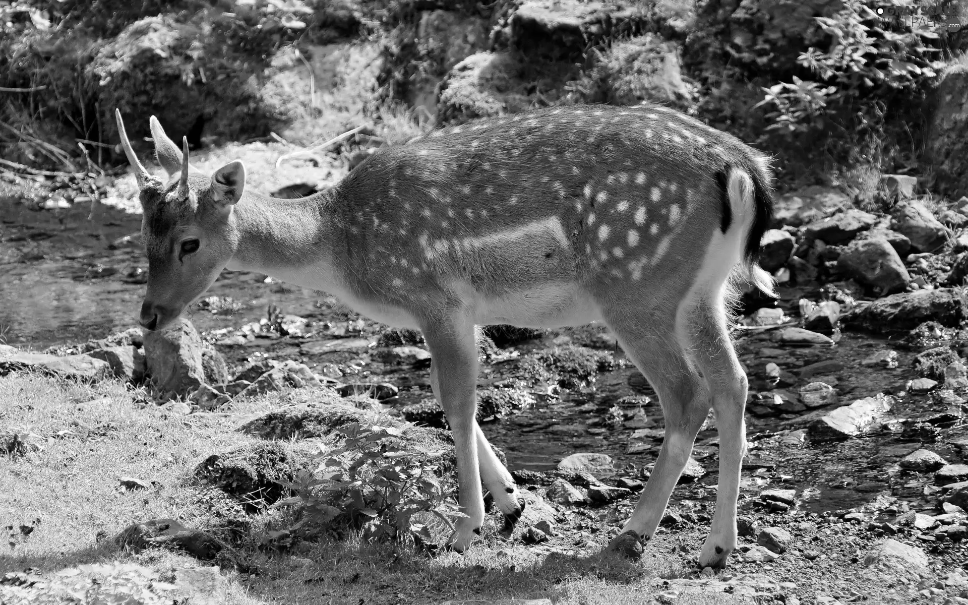 grass, Stones, fawn, River, young