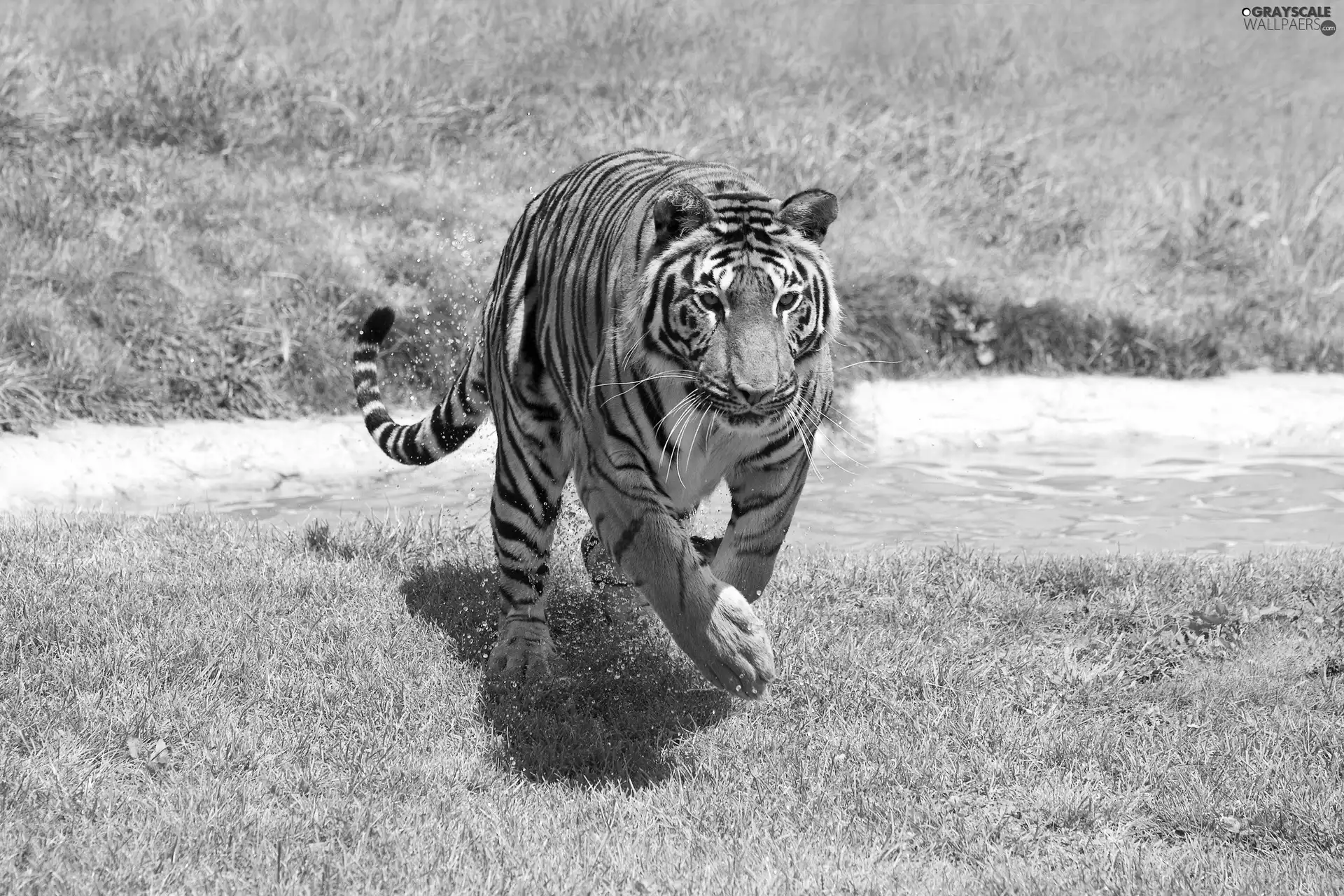 grass, tiger, stream