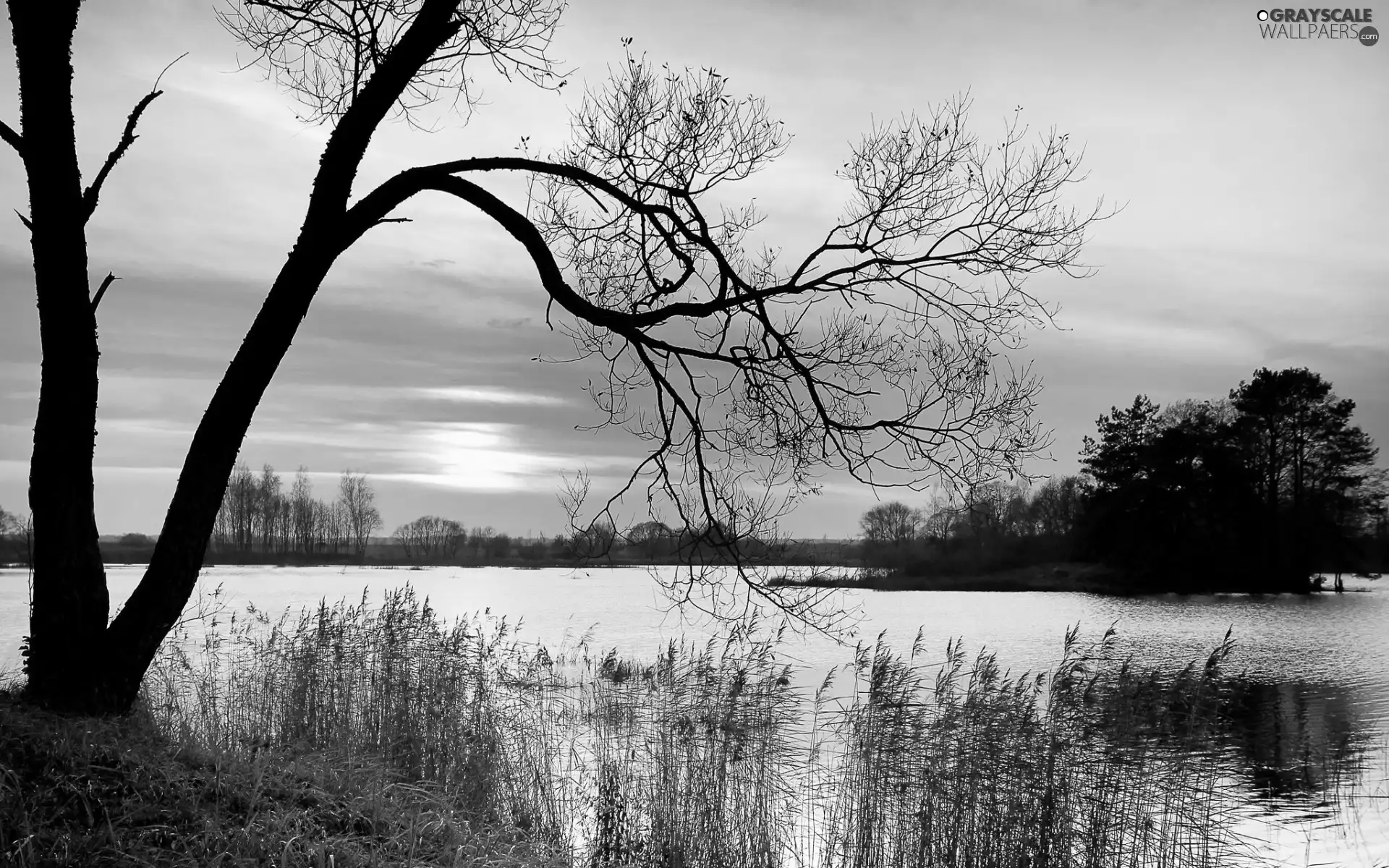 viewes, Islet, east, trees, lake, grass, sun