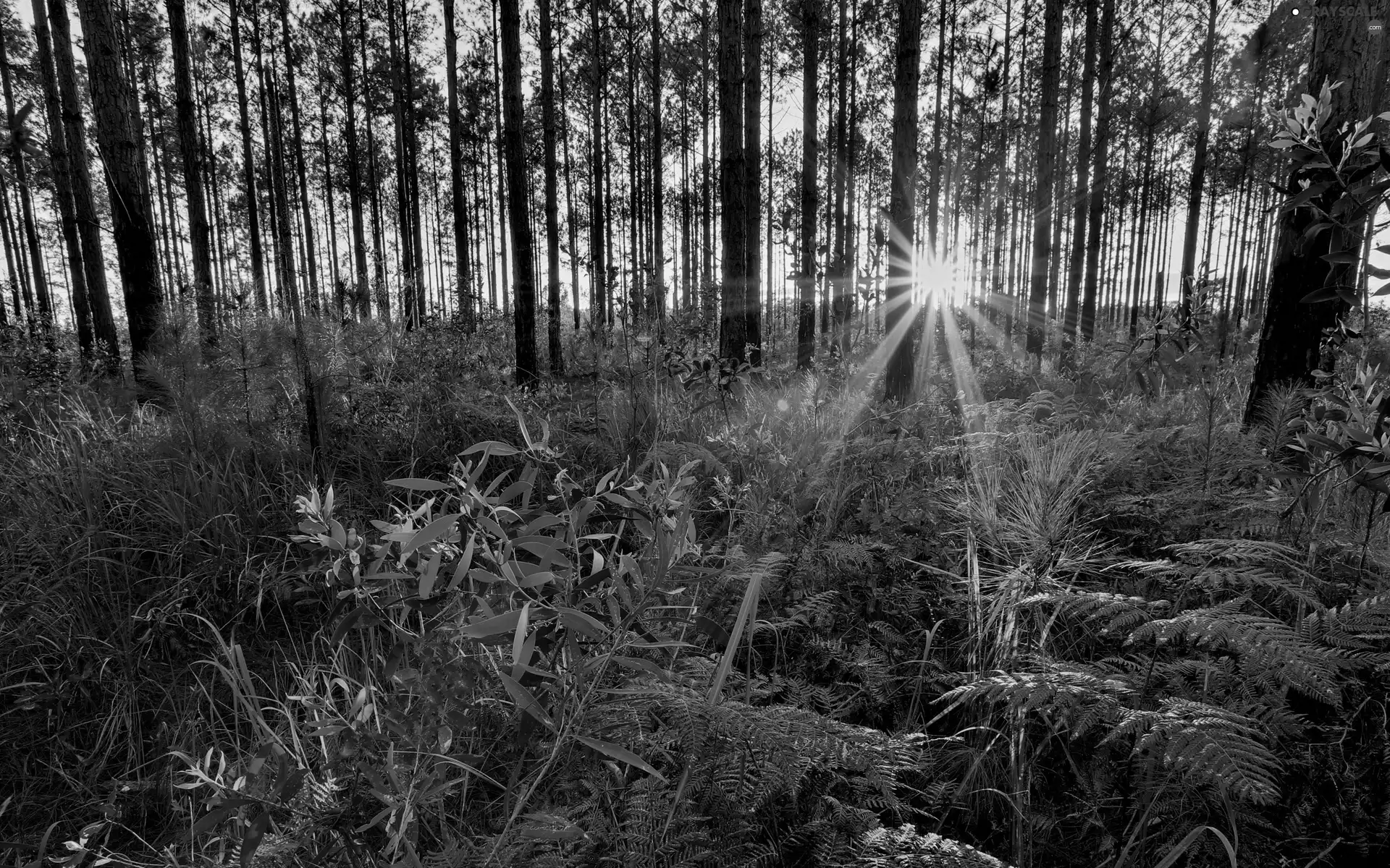 fern, trees, rays, viewes, forest, grass, sun