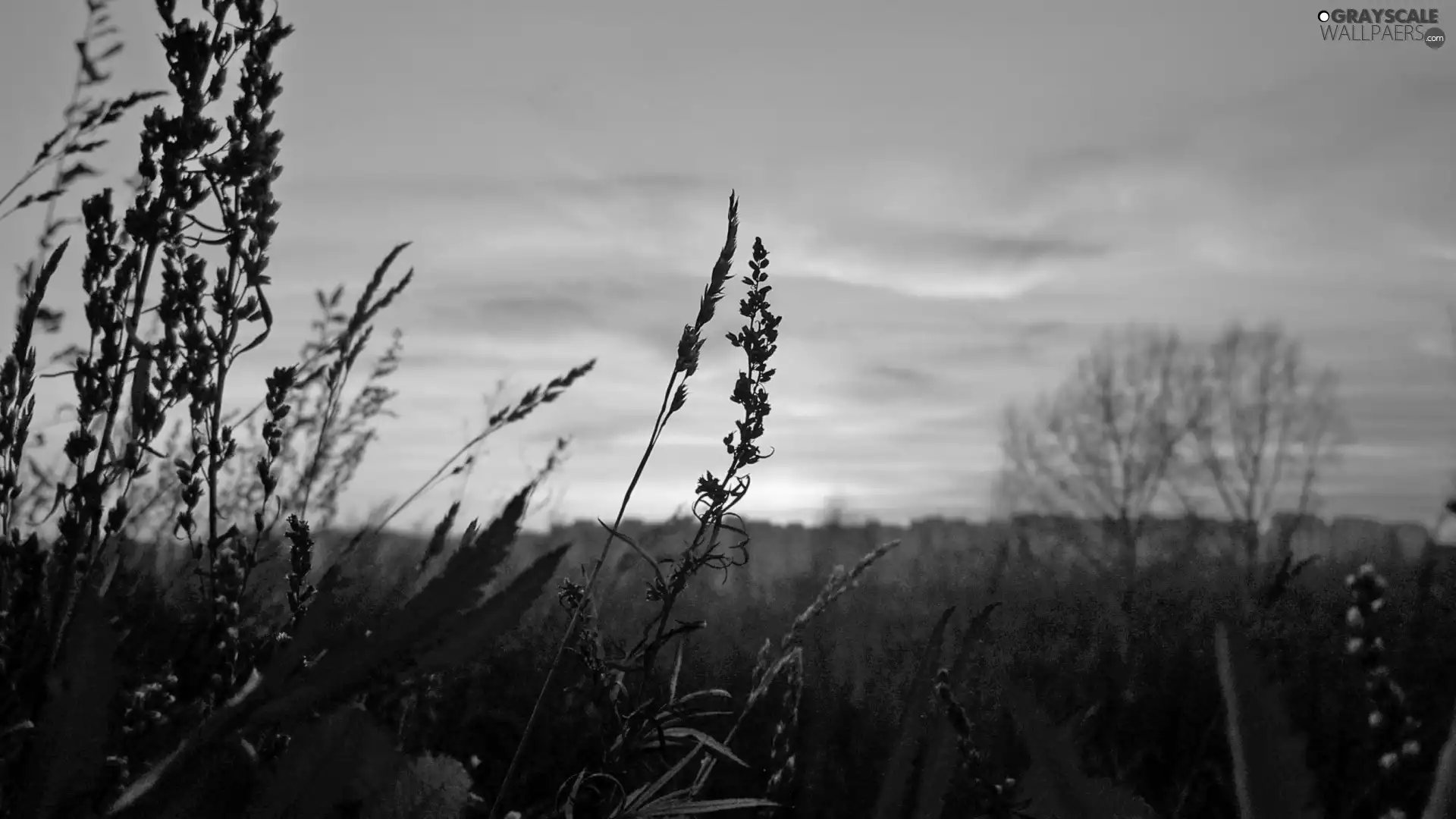 grass, west, sun