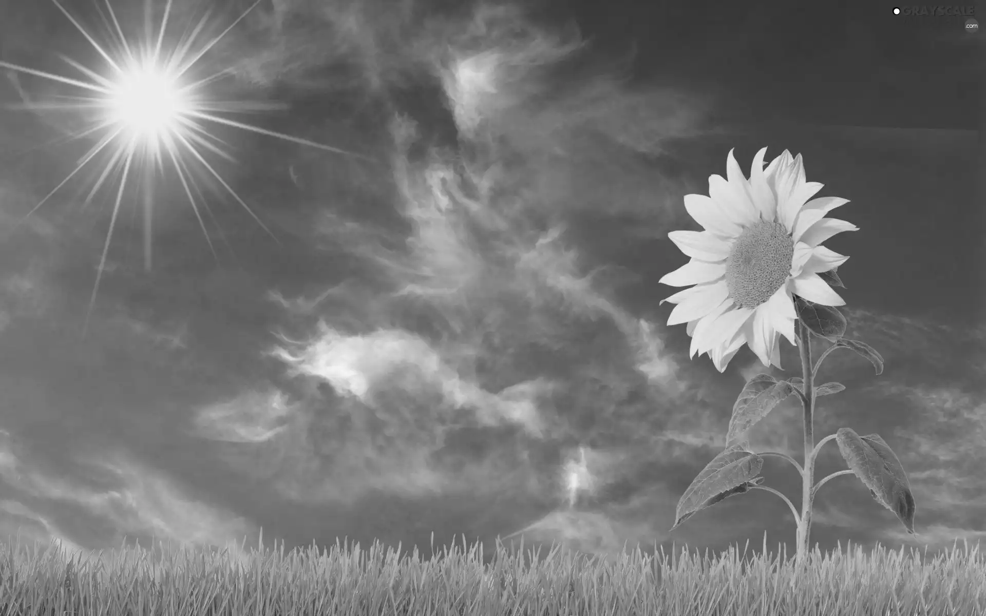 grass, Sky, Sunflower