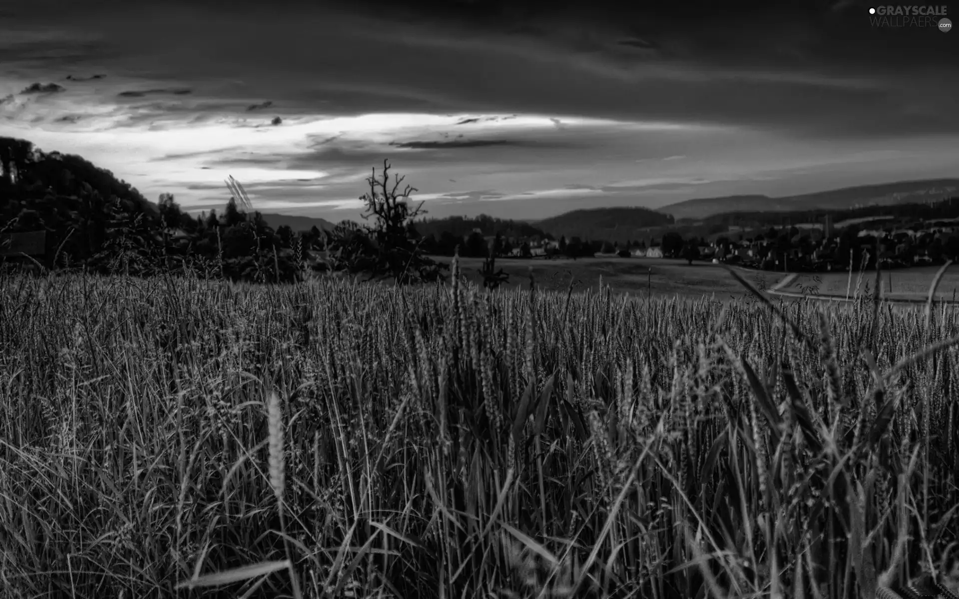 Great Sunsets, Meadow, grass