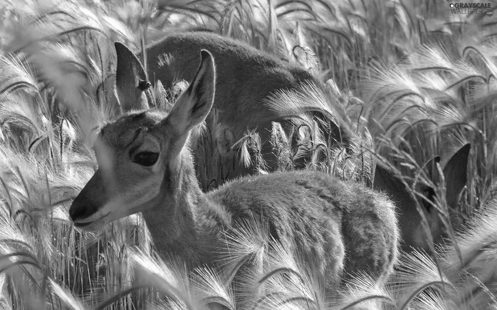 grass, deer, tall