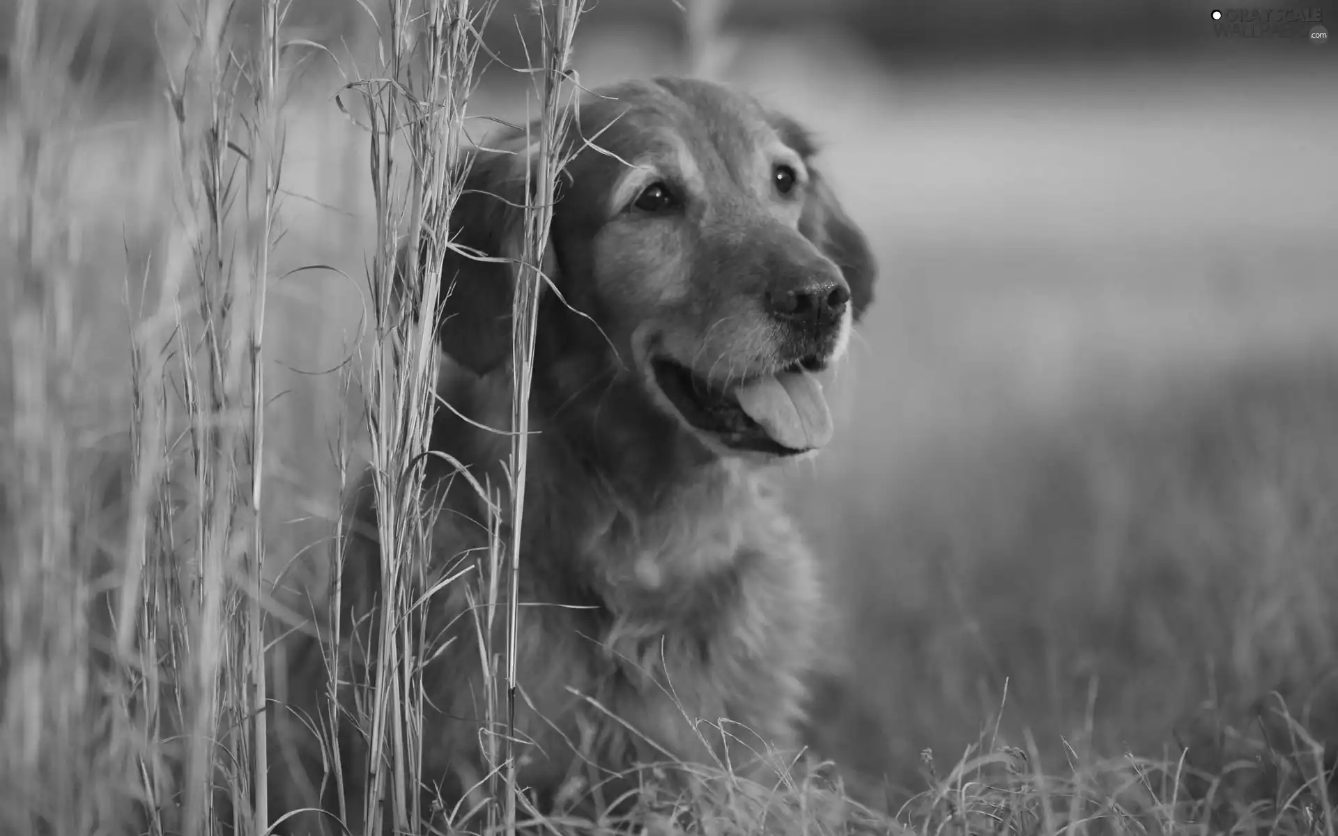 grass, dog, tall