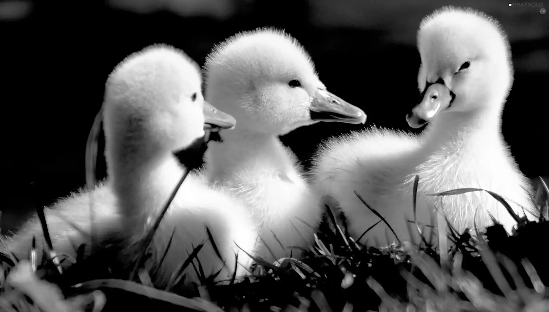 Three, Swan, grass, young