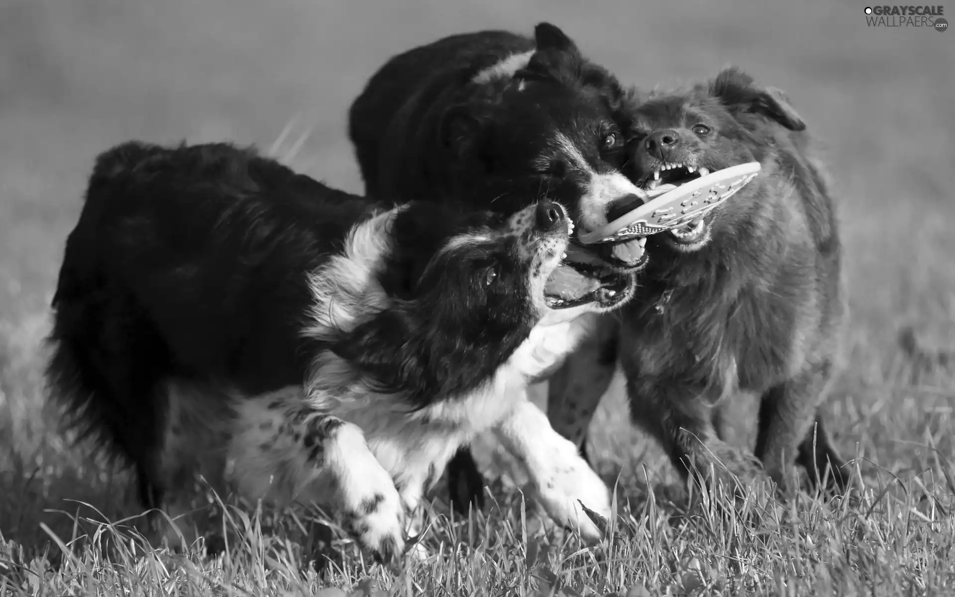 Three, toy, grass, Dogs