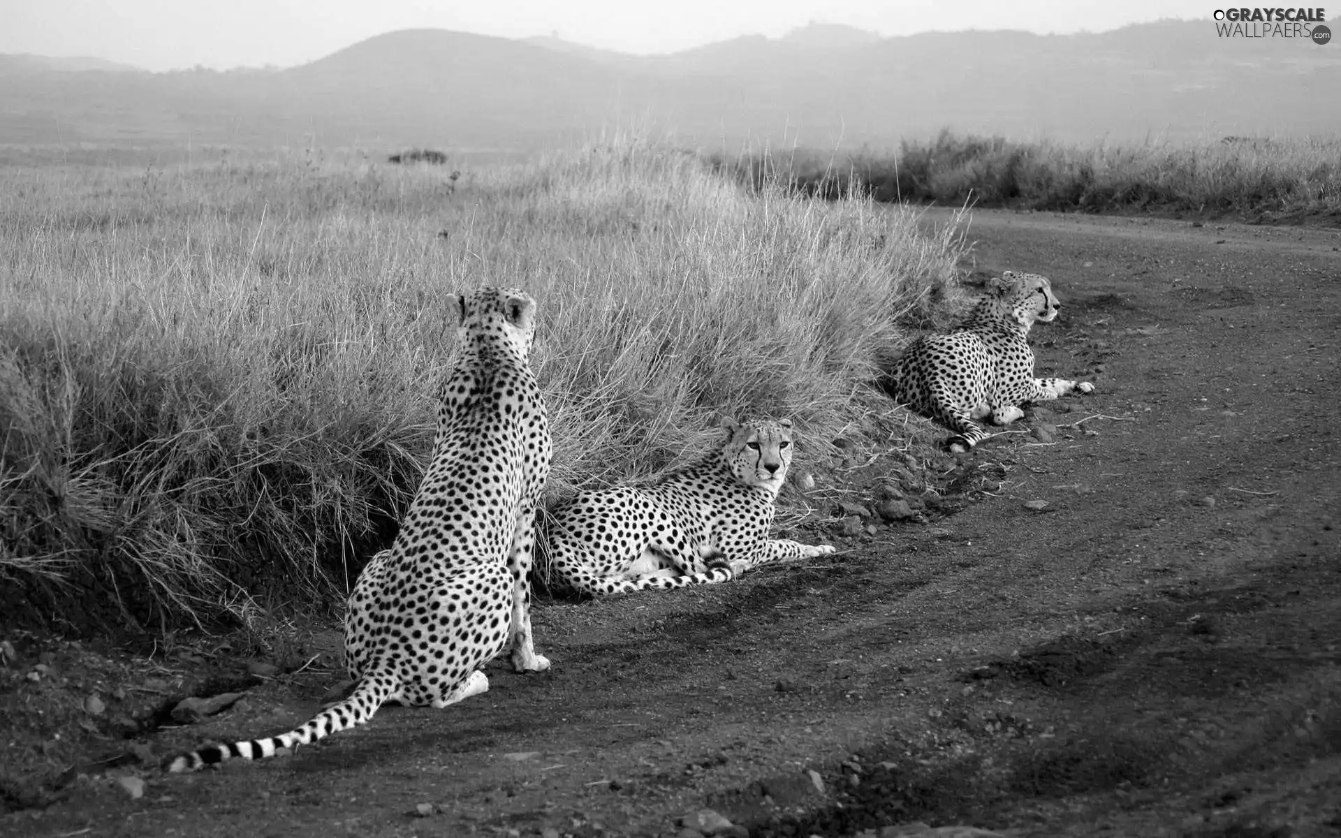 Three, Way, grass, Cheetah