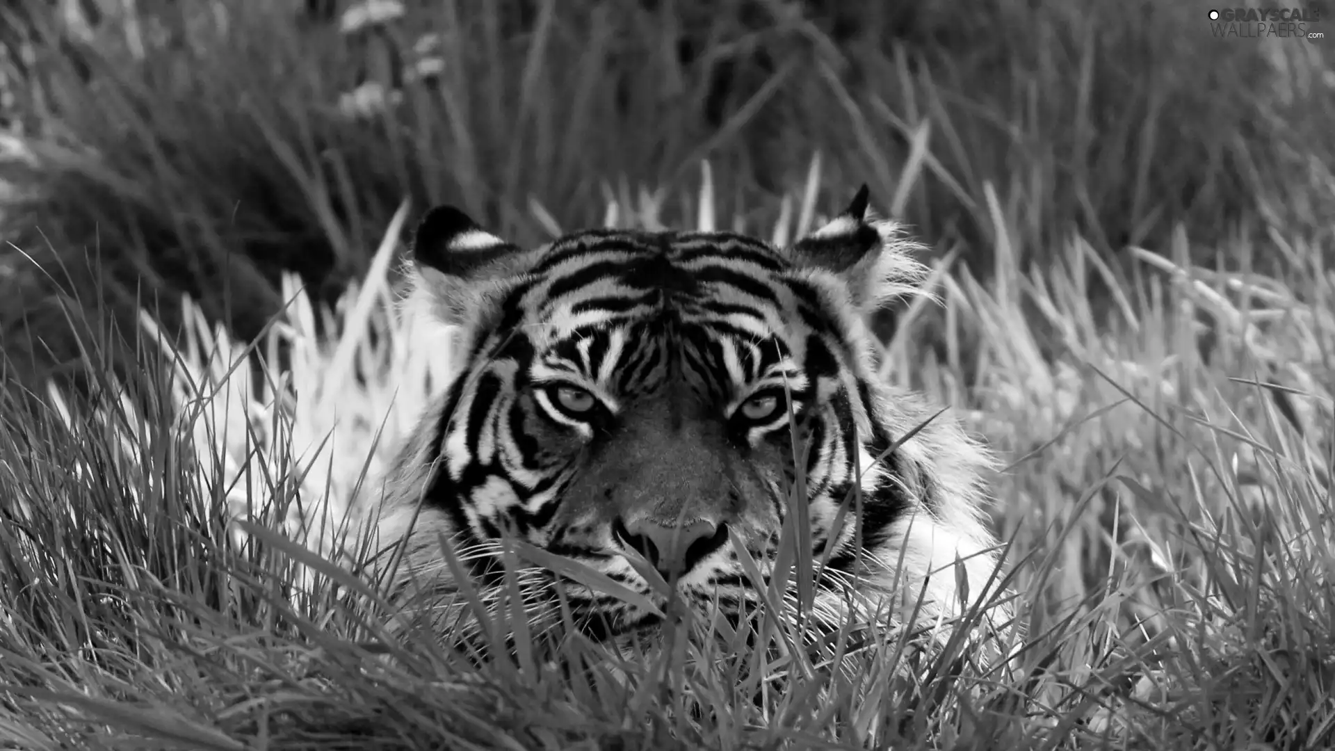 tiger, grass