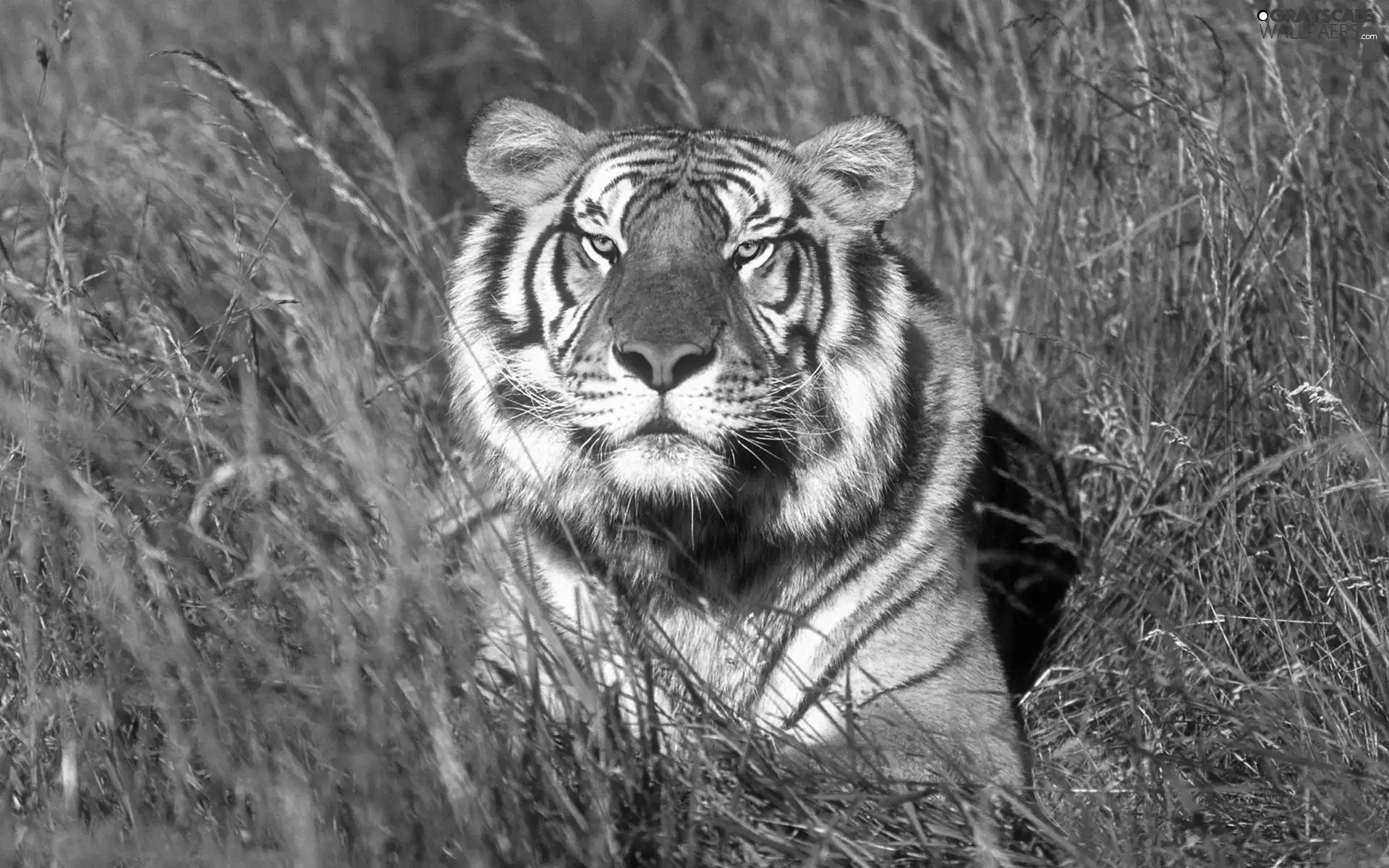 grass, lurking, tiger