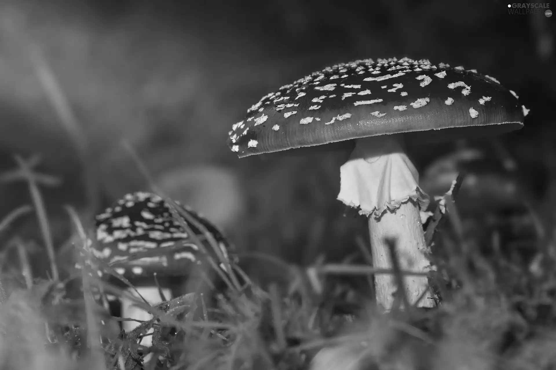 toadstools, grass
