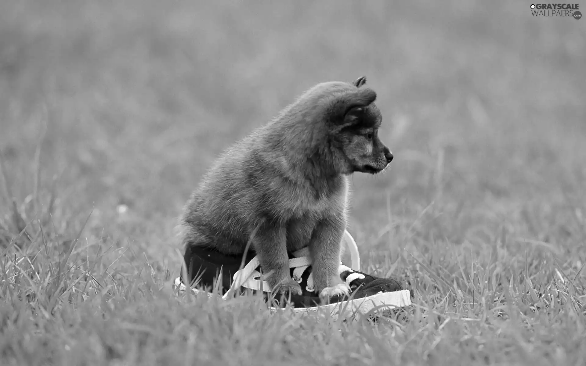 grass, puppie, trainers