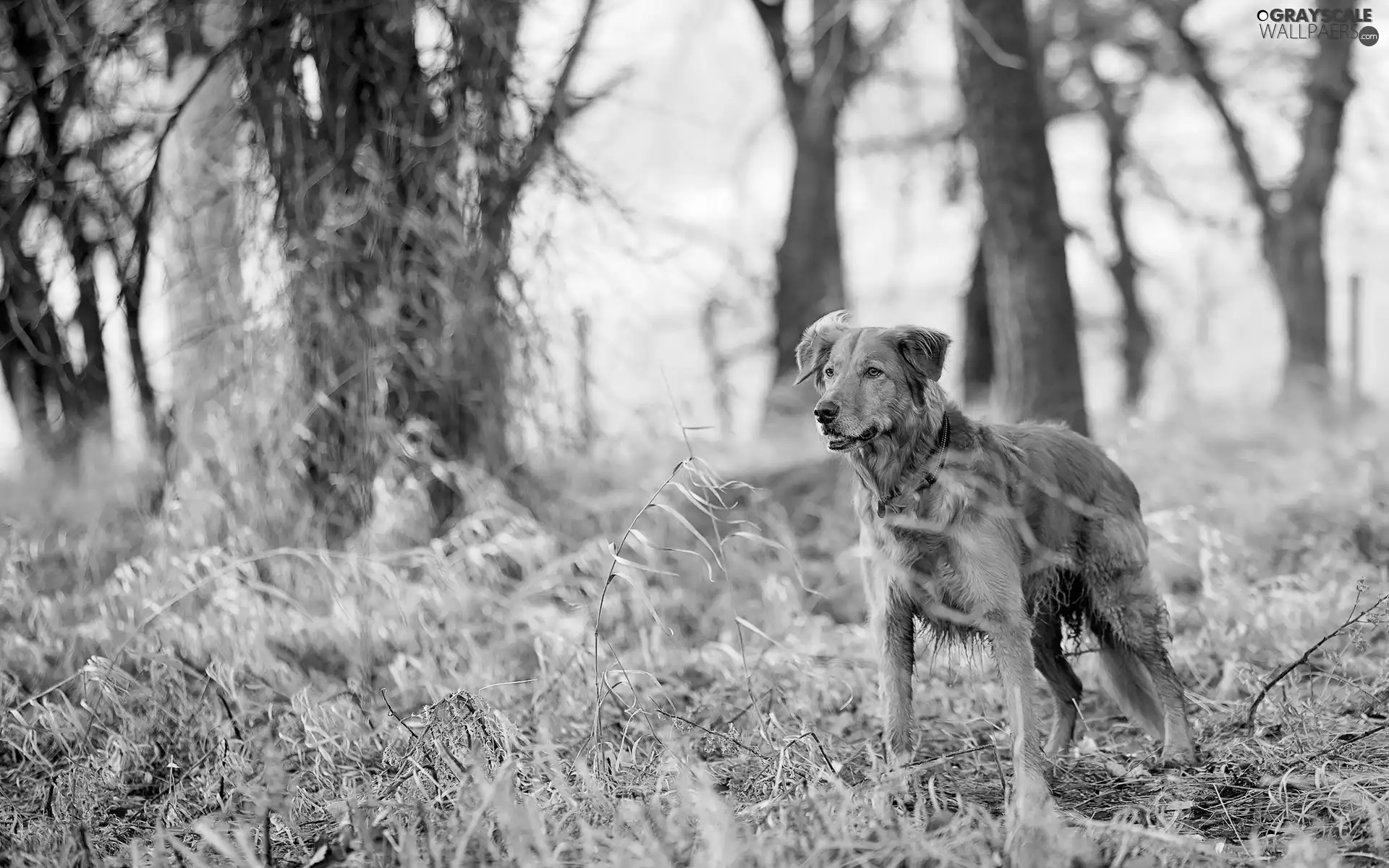 dry, grass, trees, viewes, dog