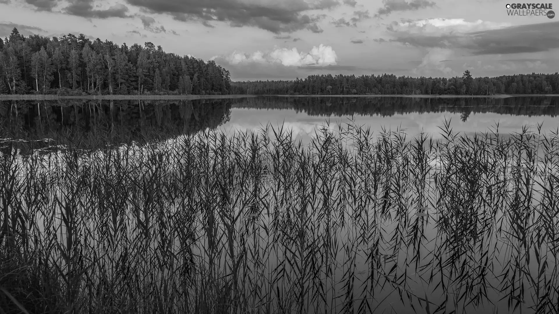 Plants, grass, trees, viewes, lake