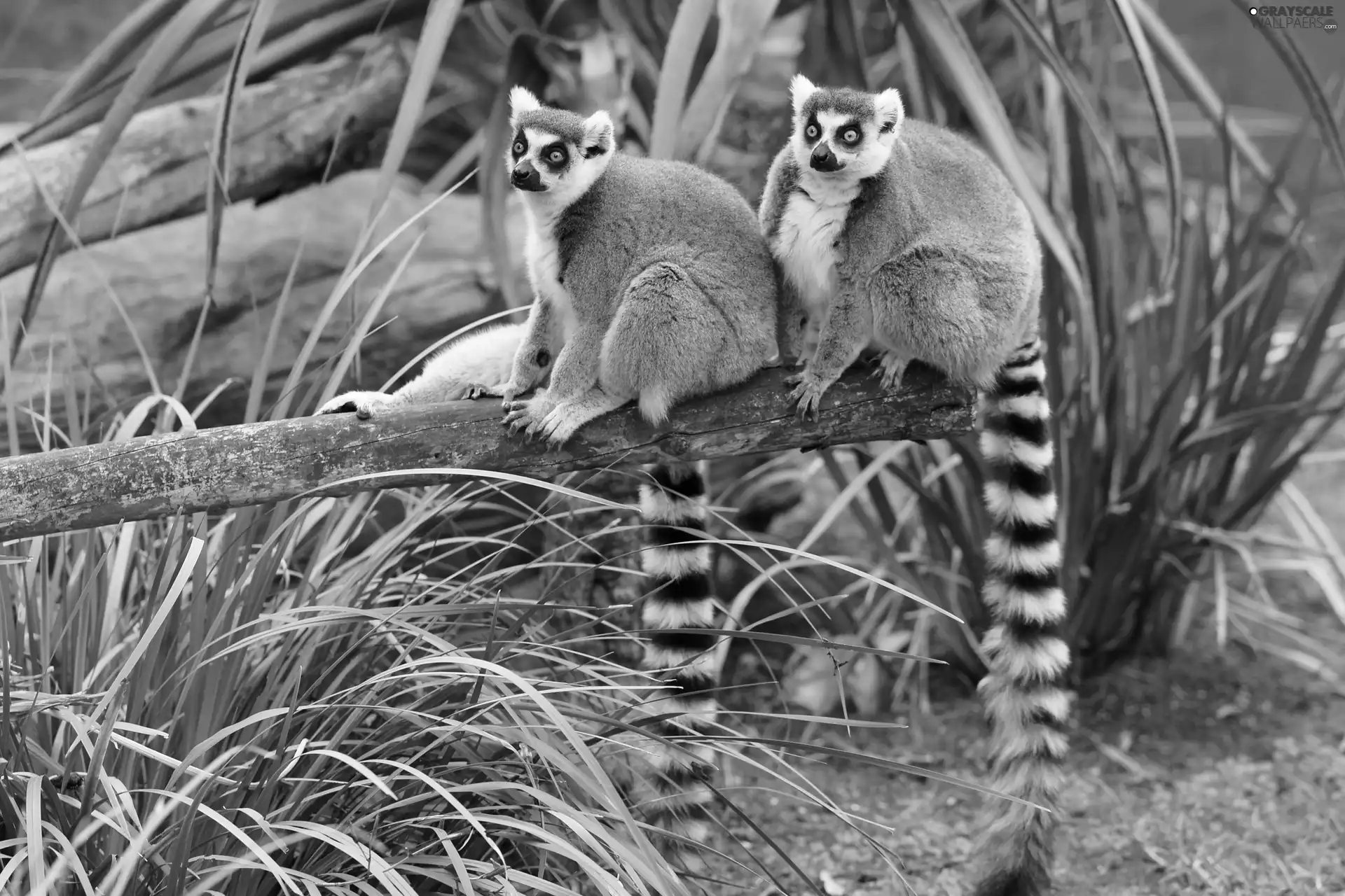 grass, lemurs, trees