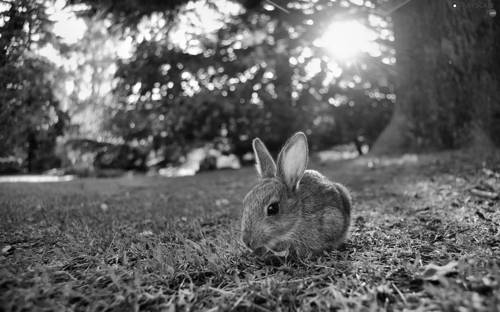 grass, Rabbit, trees