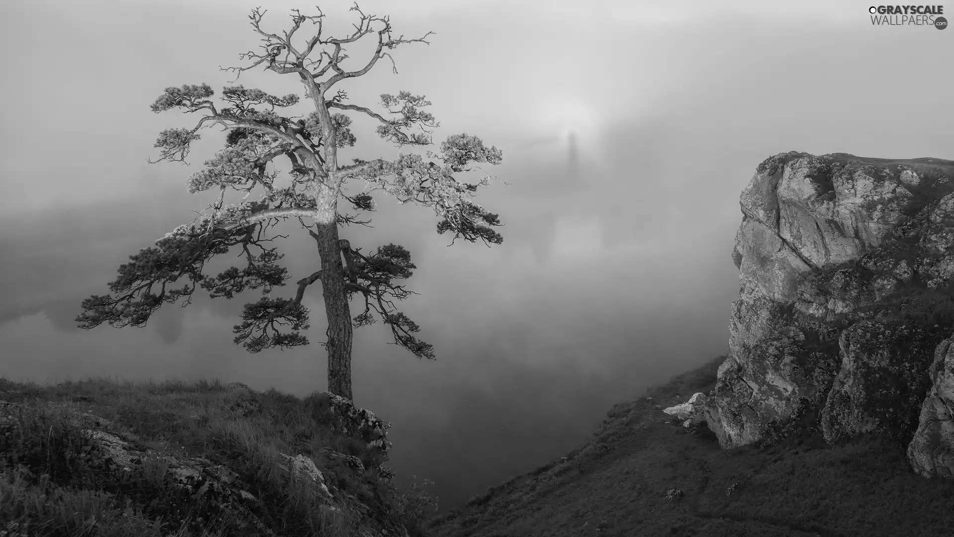 Fog, grass, trees, pine, rocks