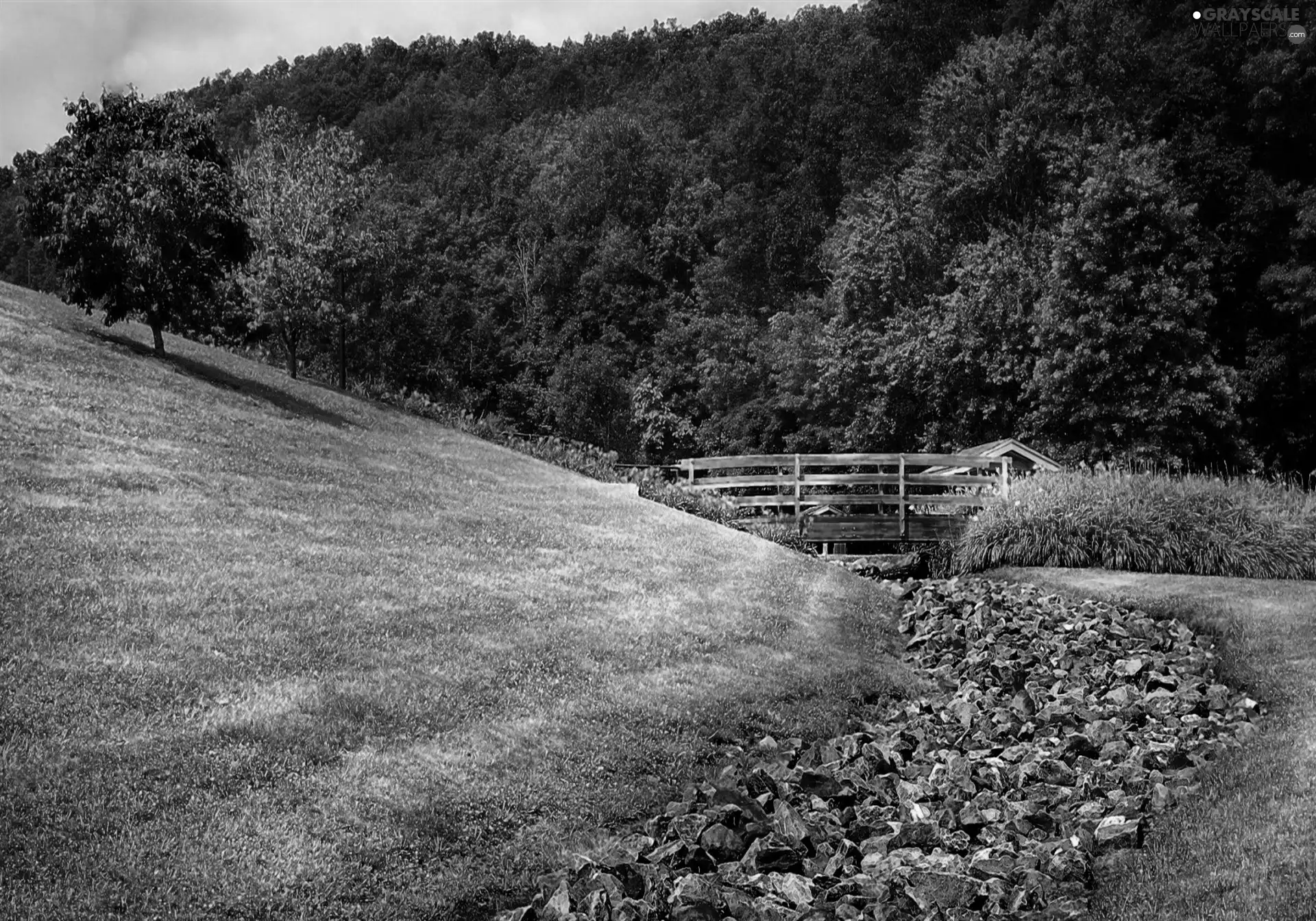 trees, Stones, grass, viewes