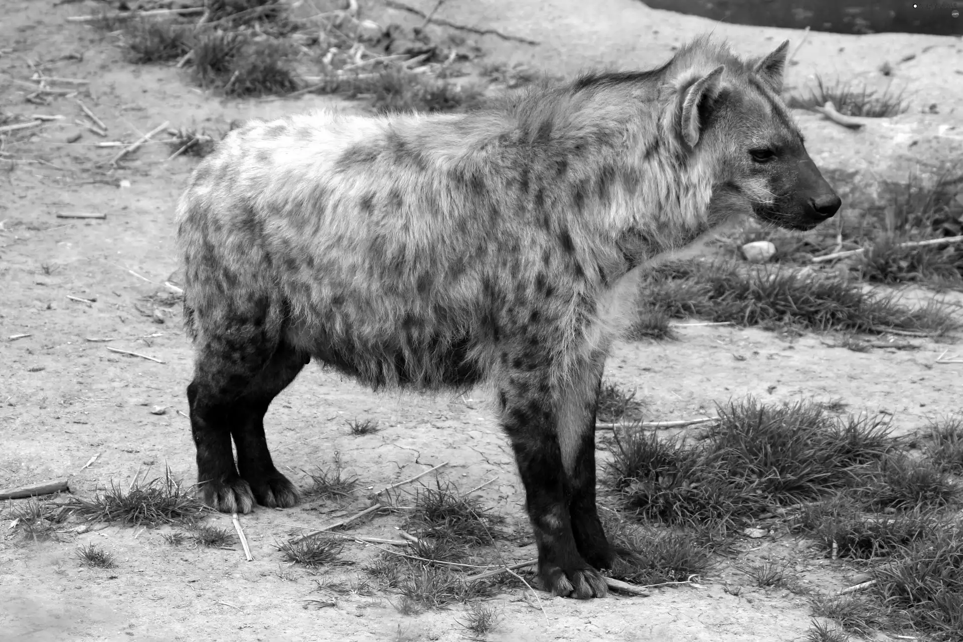 grass, hyena, Tufts