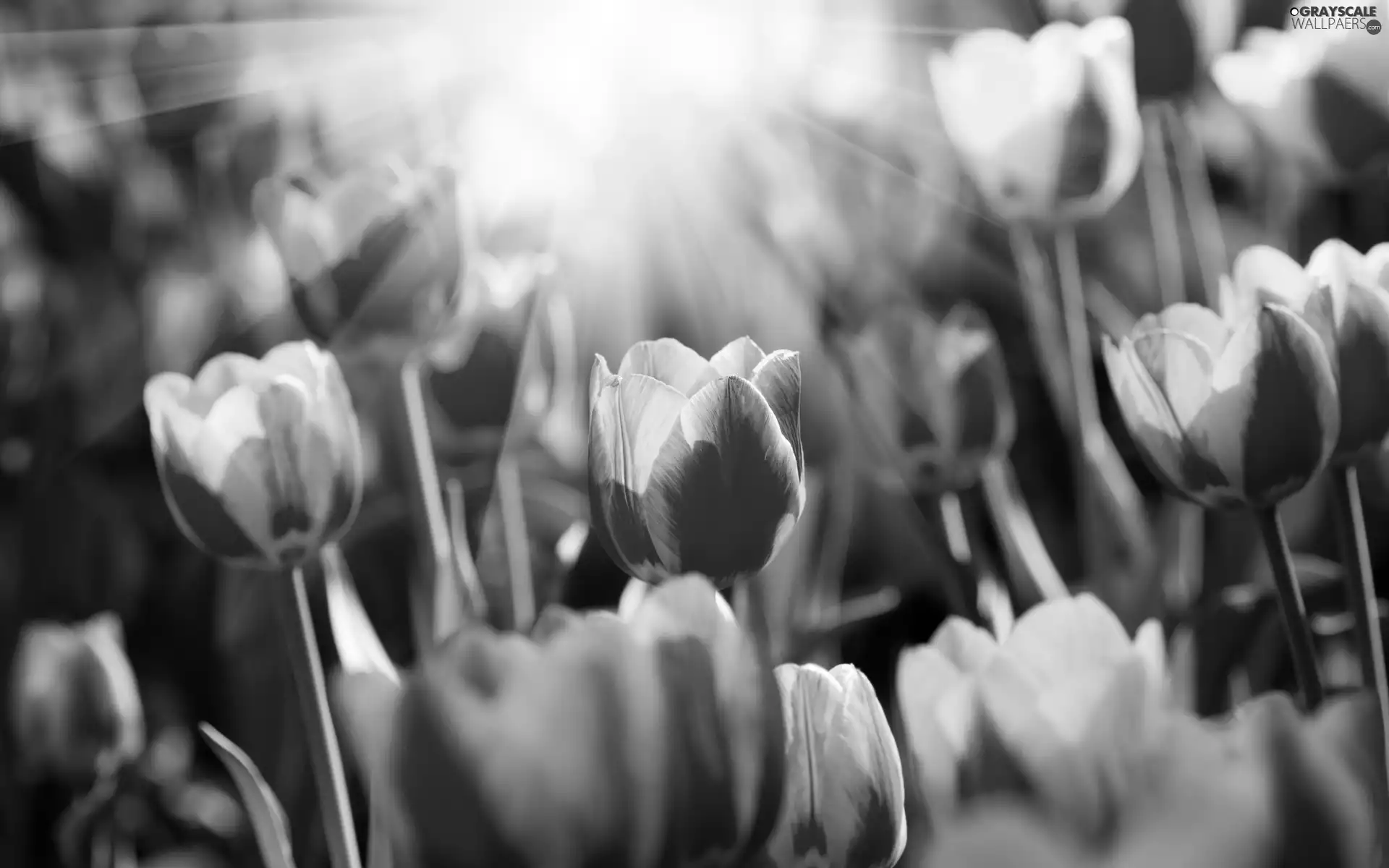 grass, sun, Tulips