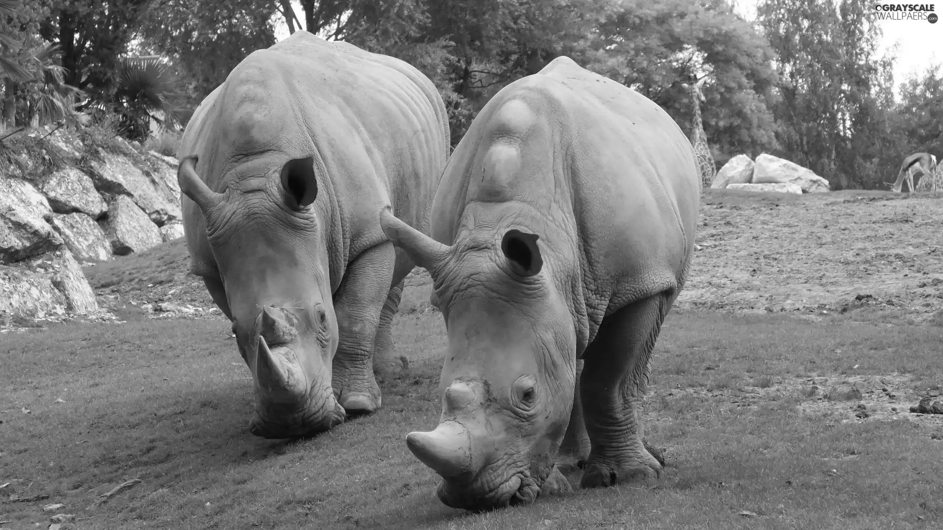 zoo, Rhinos, grass, Two cars