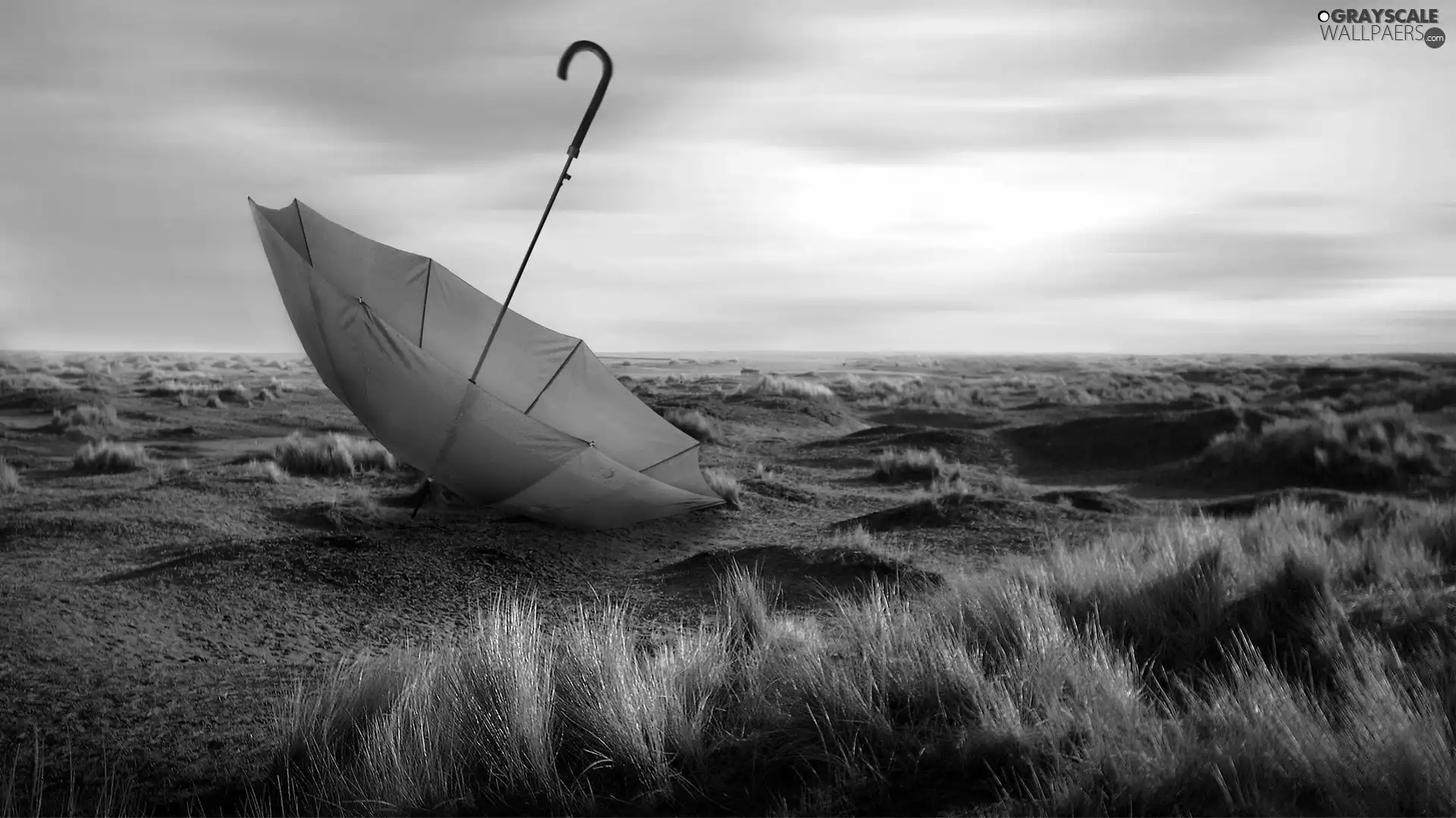 Umbrella, grass