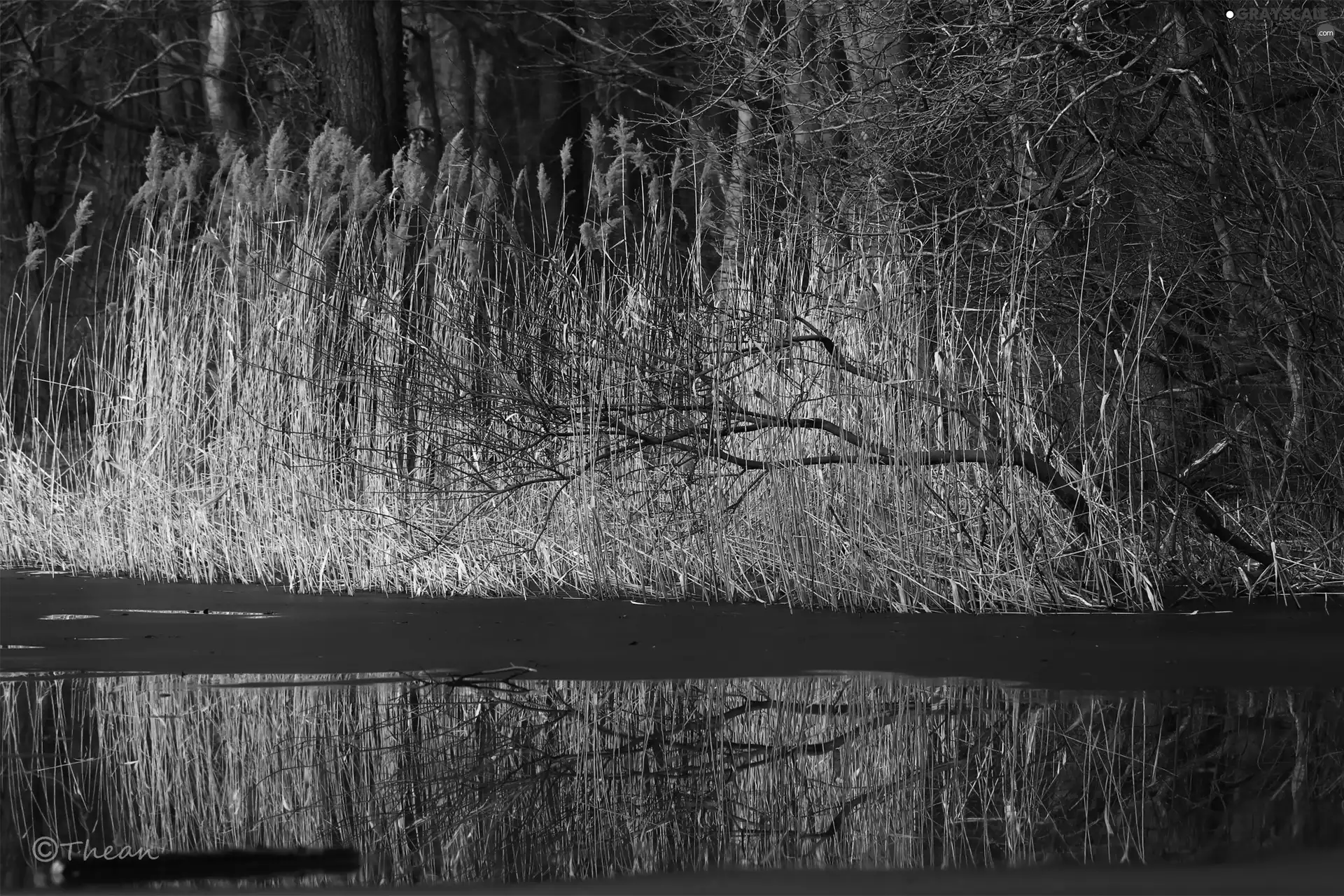 grass, lake, viewes, early spring, trees, melting