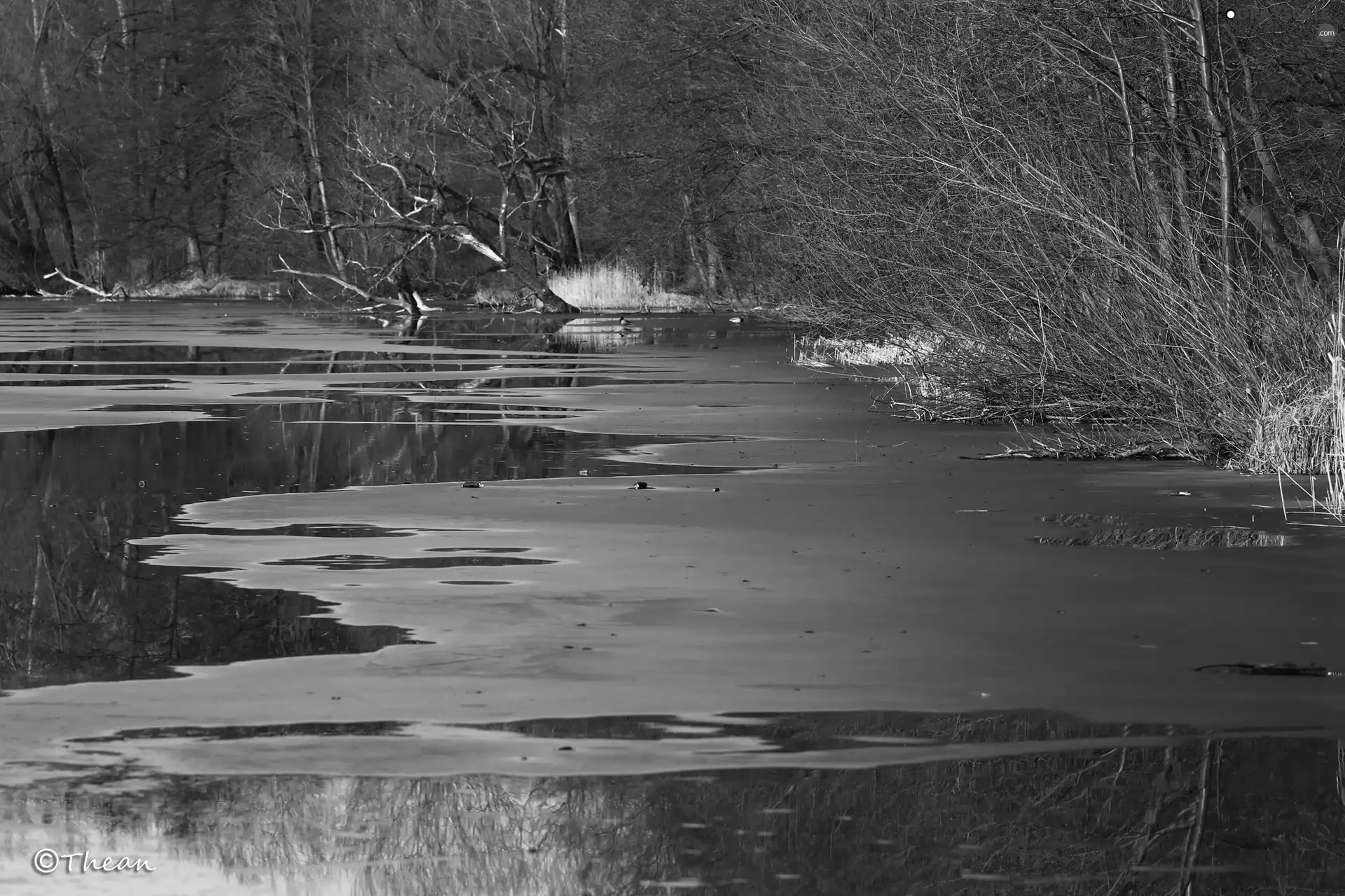 grass, lake, viewes, early spring, trees, melting