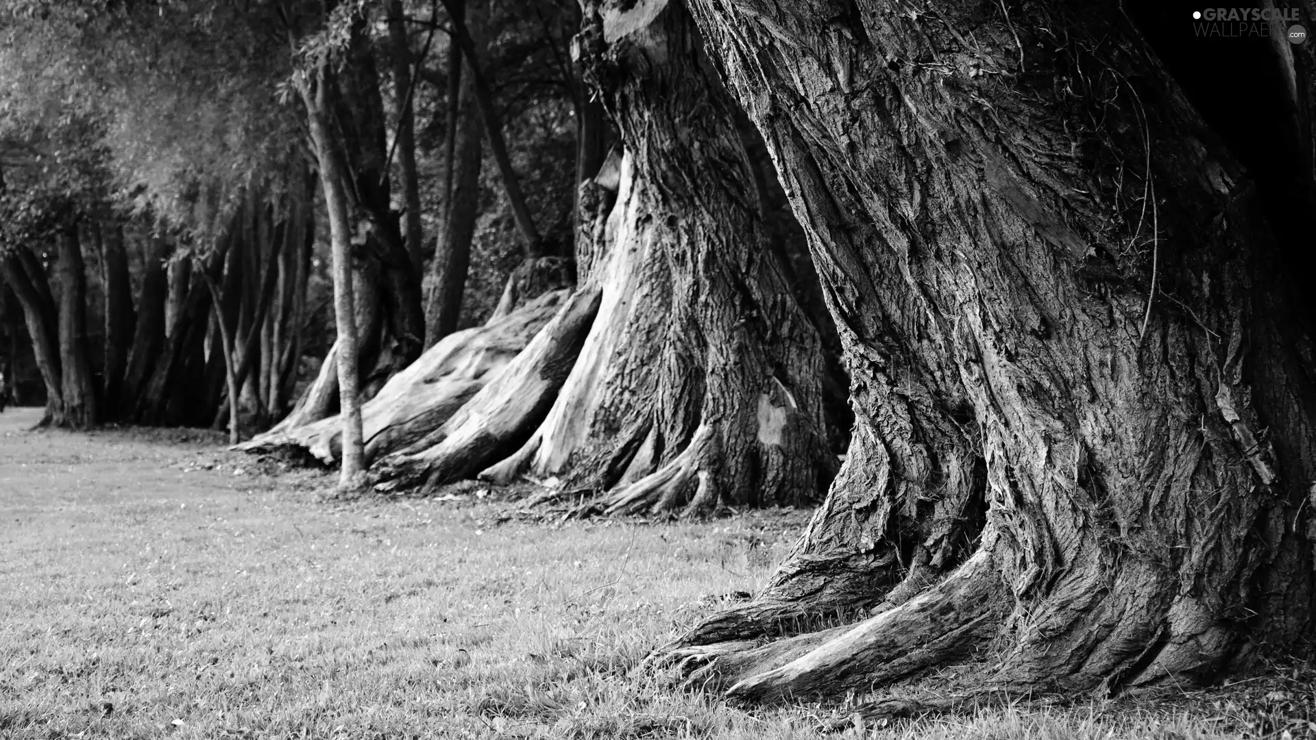 grass, trees, viewes