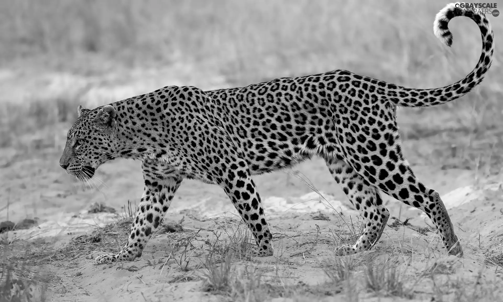 grass, Leopards, wander