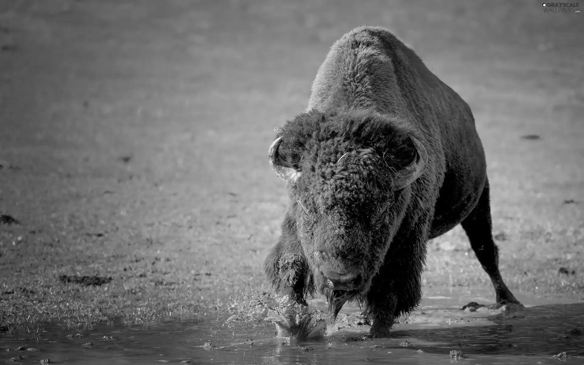 grass, Bison, water