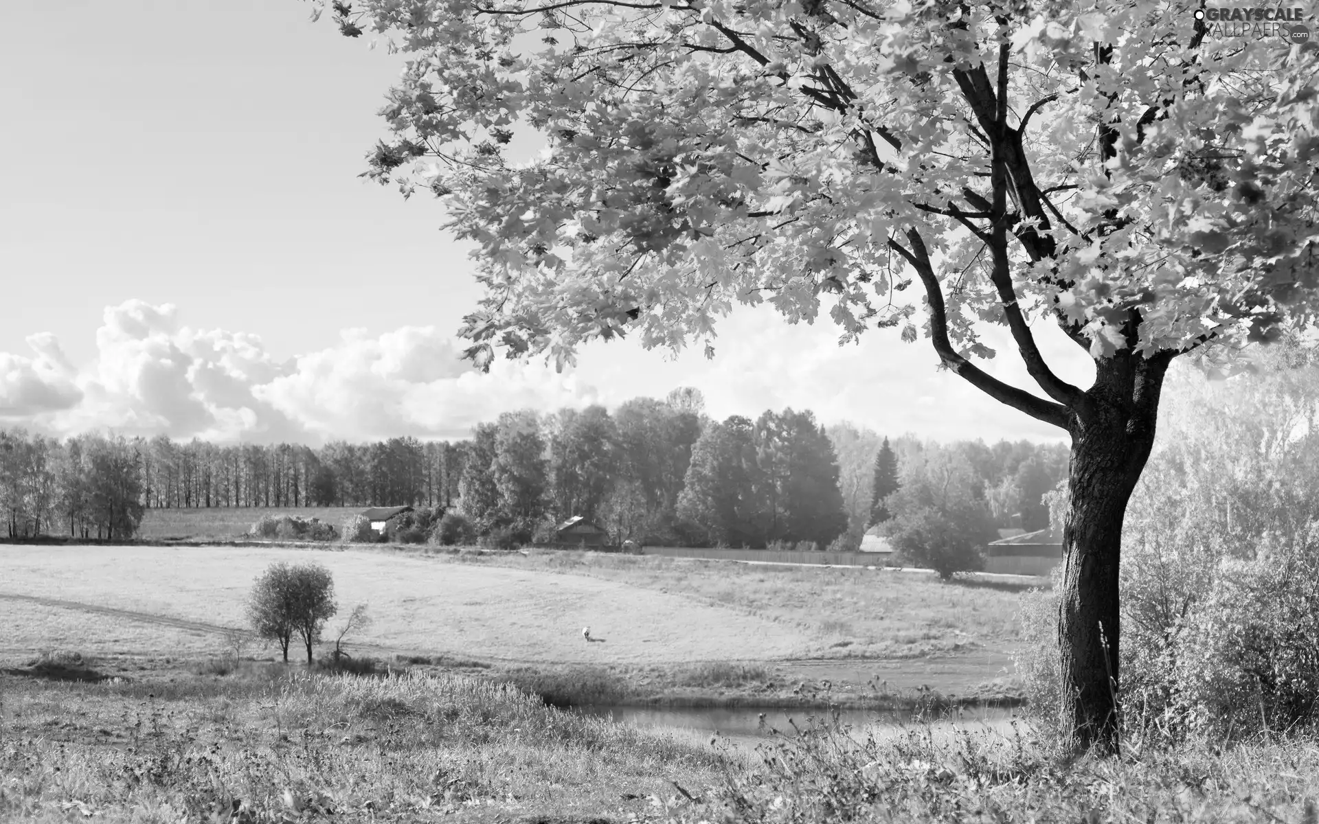 grass, water, viewes, Leaf, trees