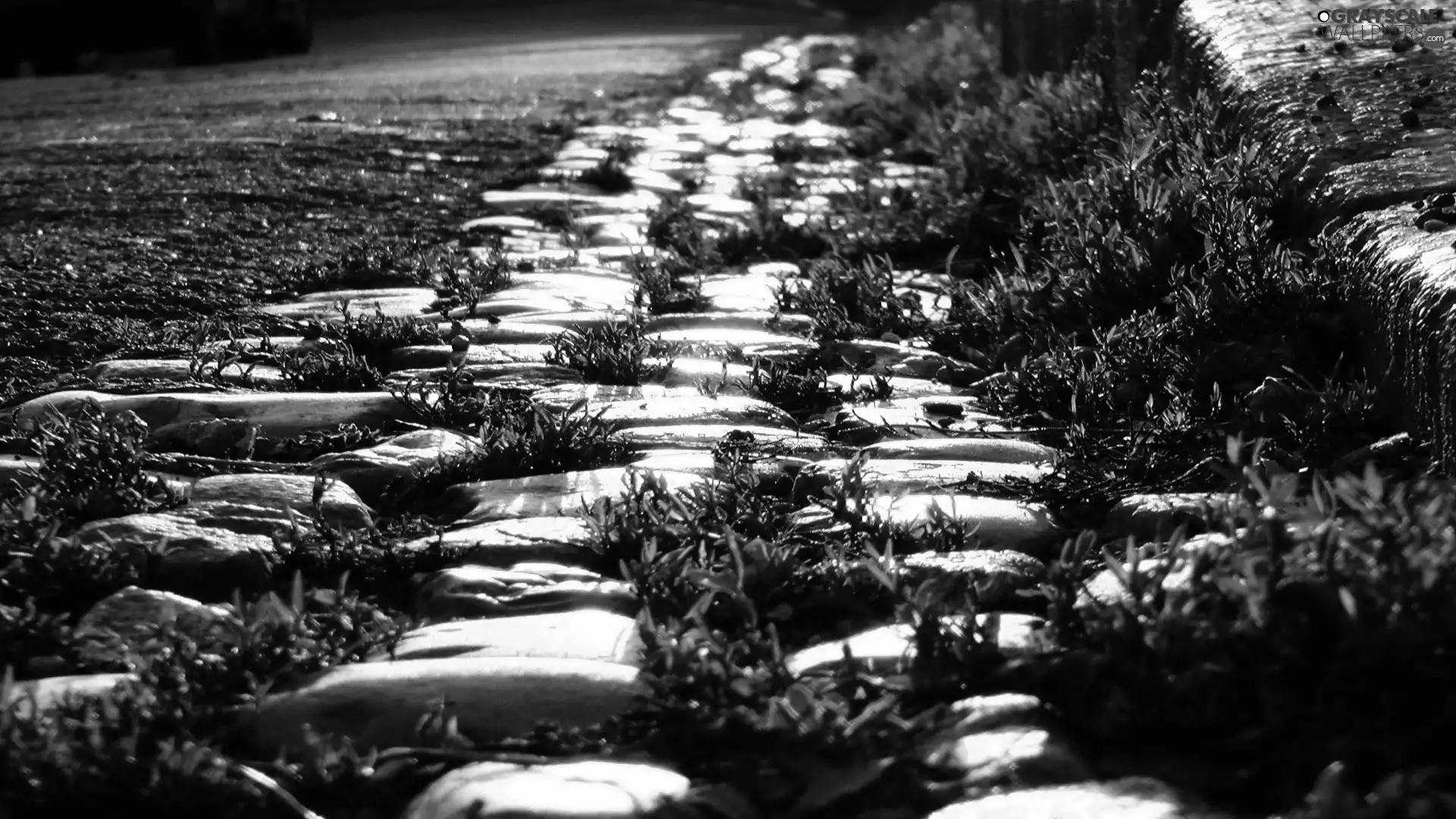 grass, Stones, Way