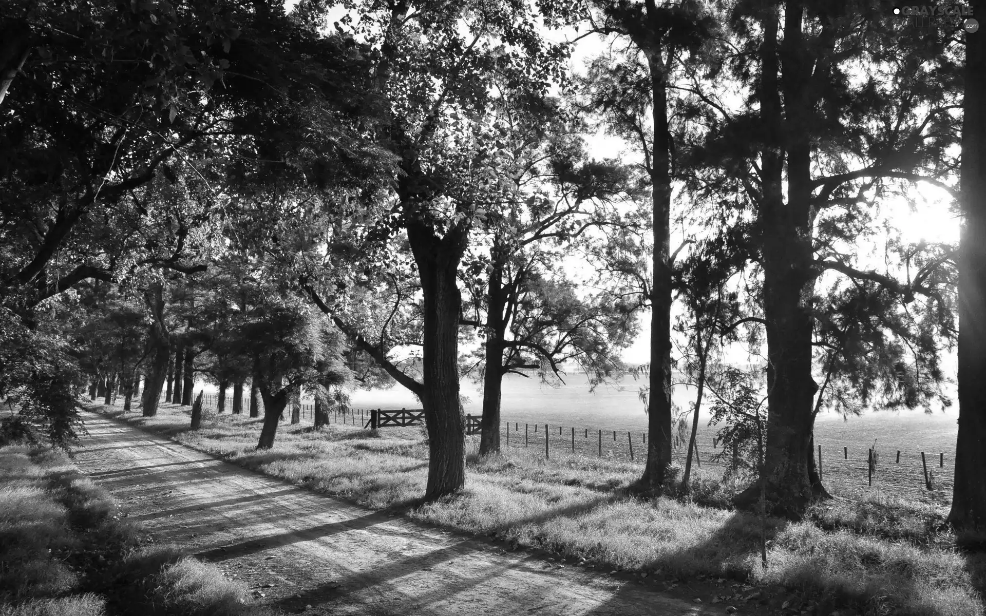 Way, viewes, grass, trees