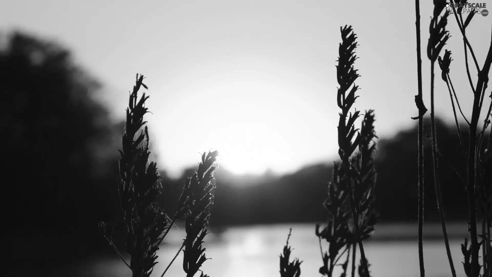 west, lake, grass, sun