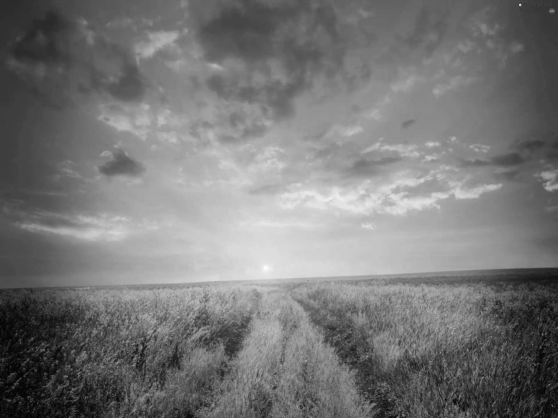 west, medows, grass, sun