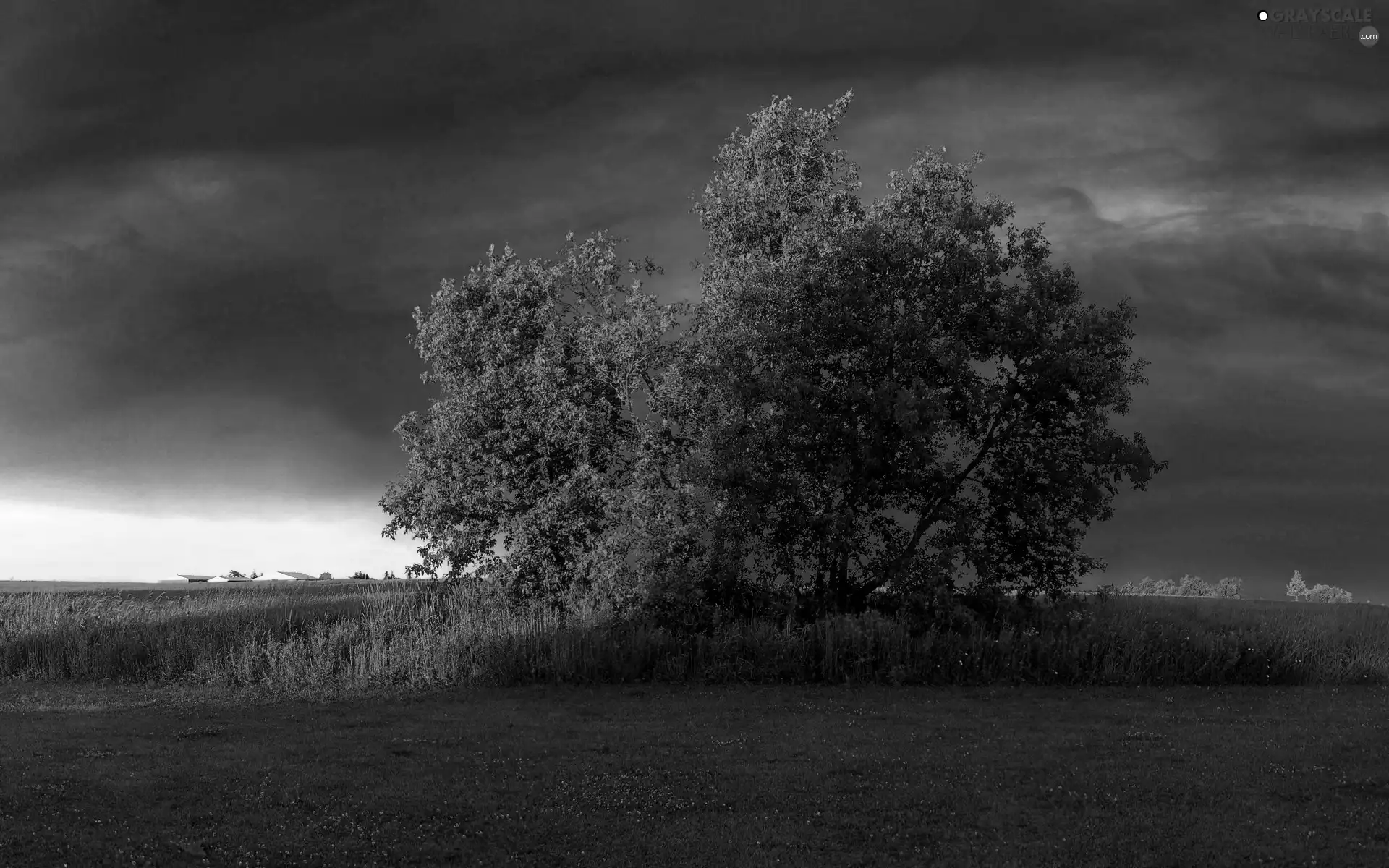 west, trees, grass, sun